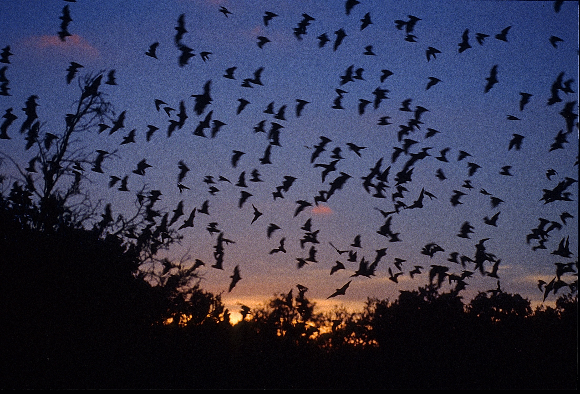A large group of bats fly into an orange sunset.
