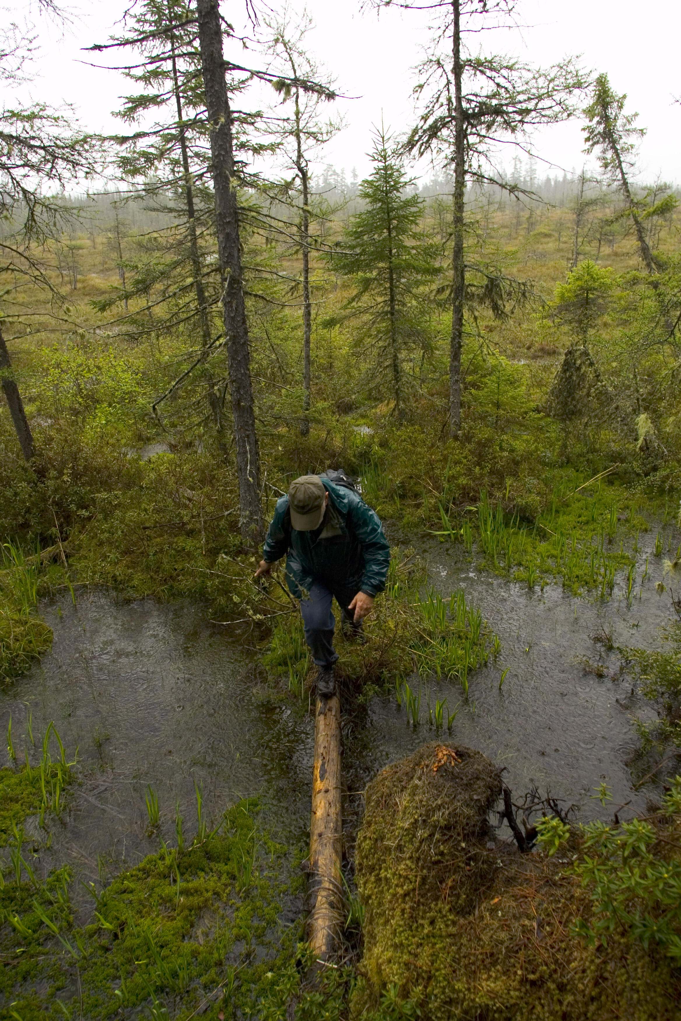 A man walks across a log in a swampy area.