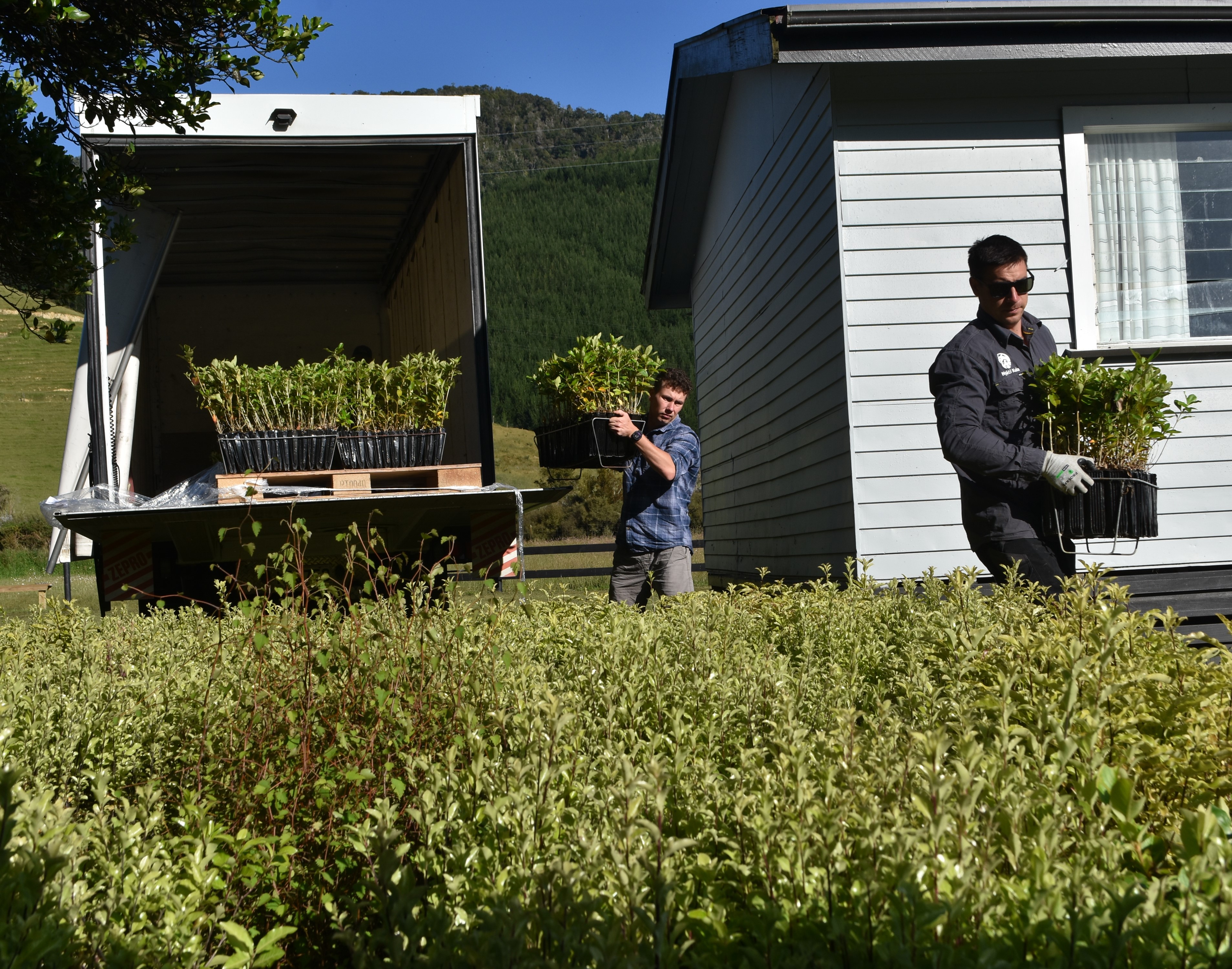 Two men offloading saplings off a truck.