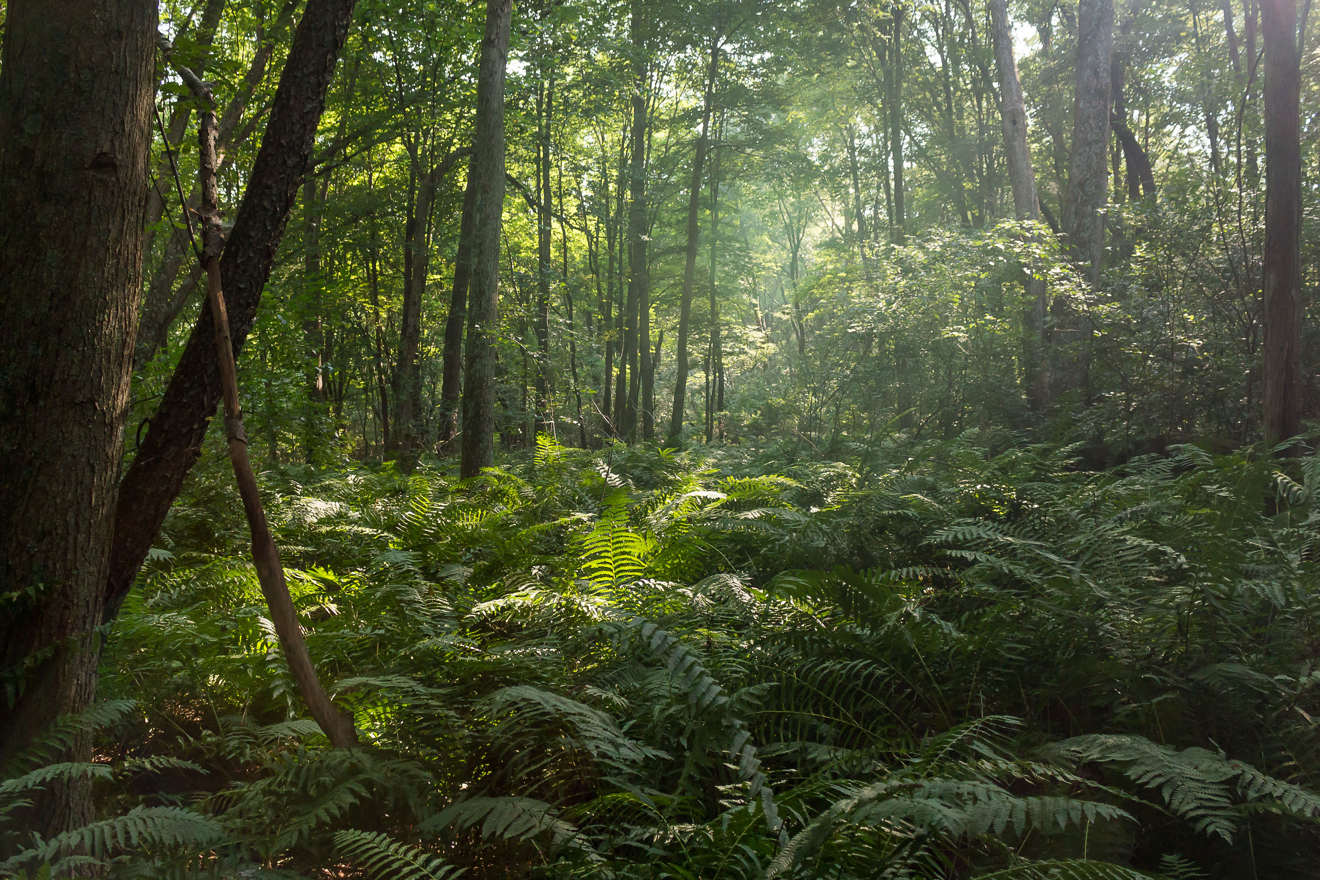 A dense green forest.