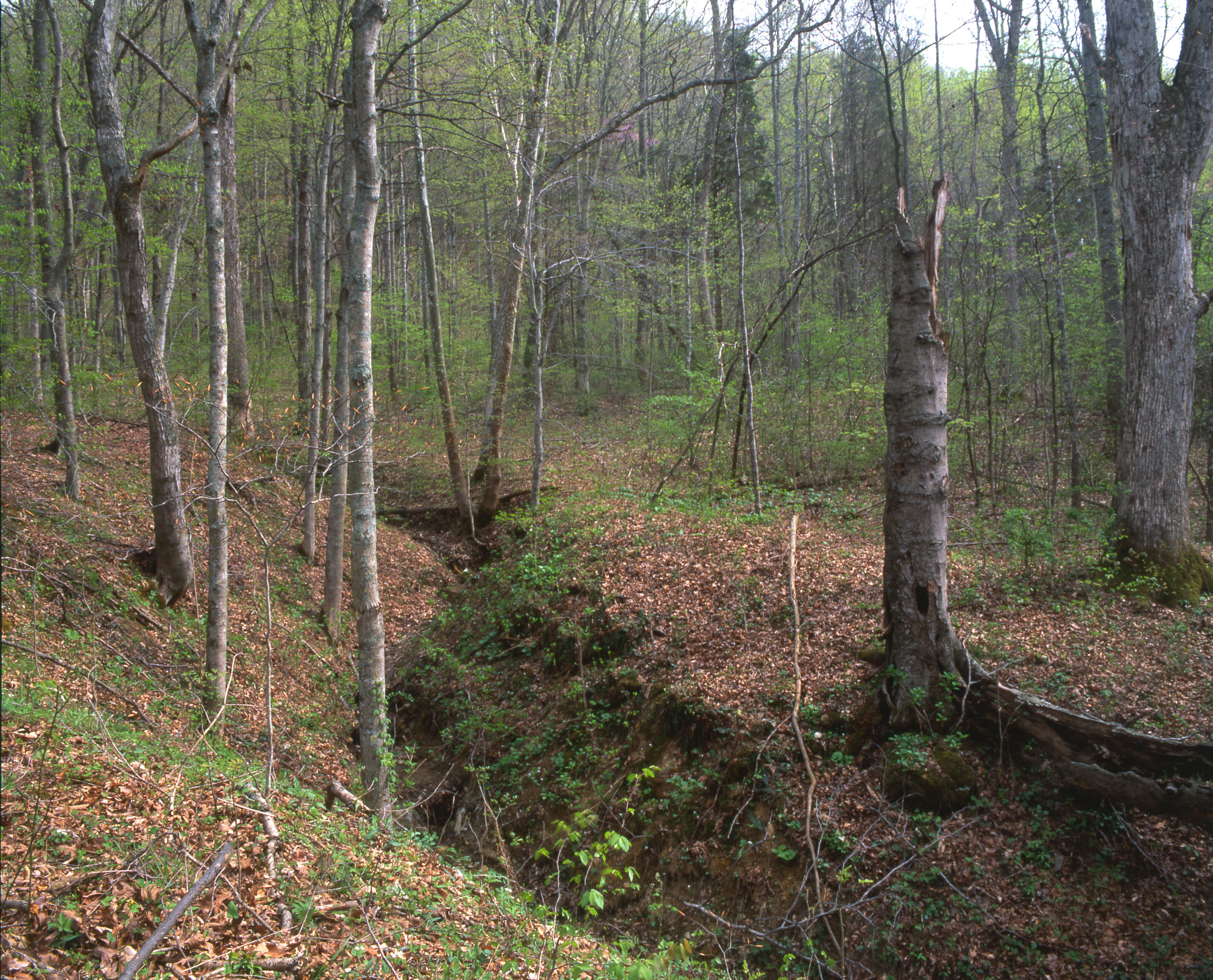 Tall trees in a leaf-covered forest.