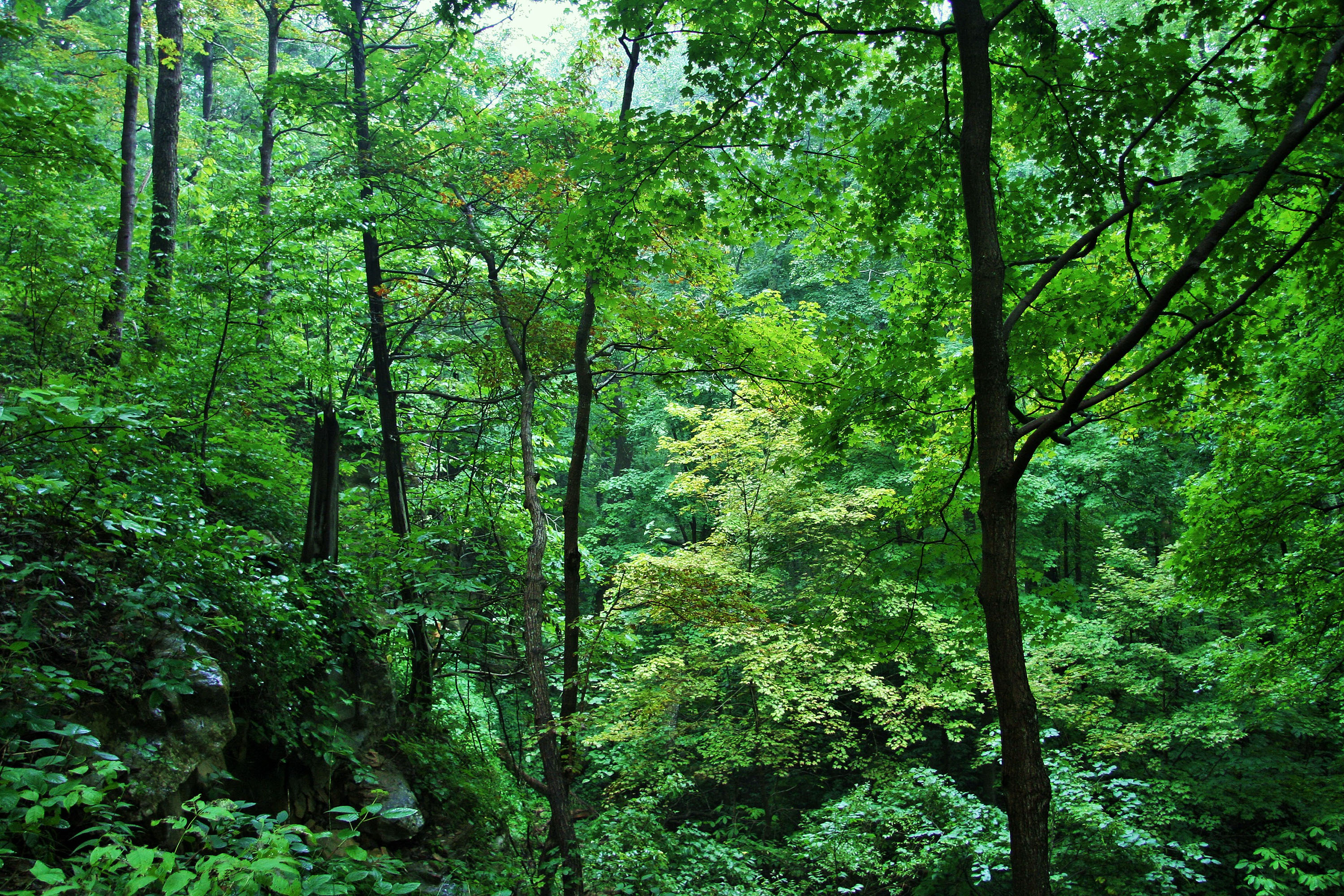 A lush green forest.