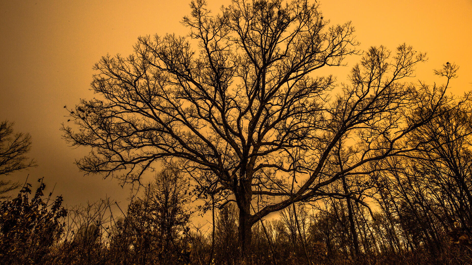 A tree silhouette against an orange sky at dusk.