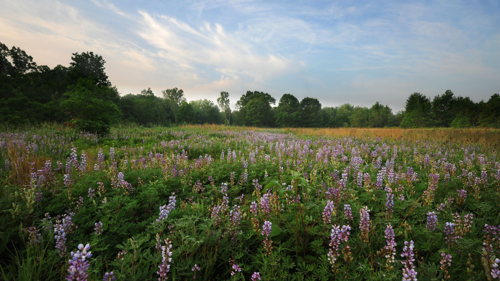 Lupine flowers in a grassy field under a blue sky.