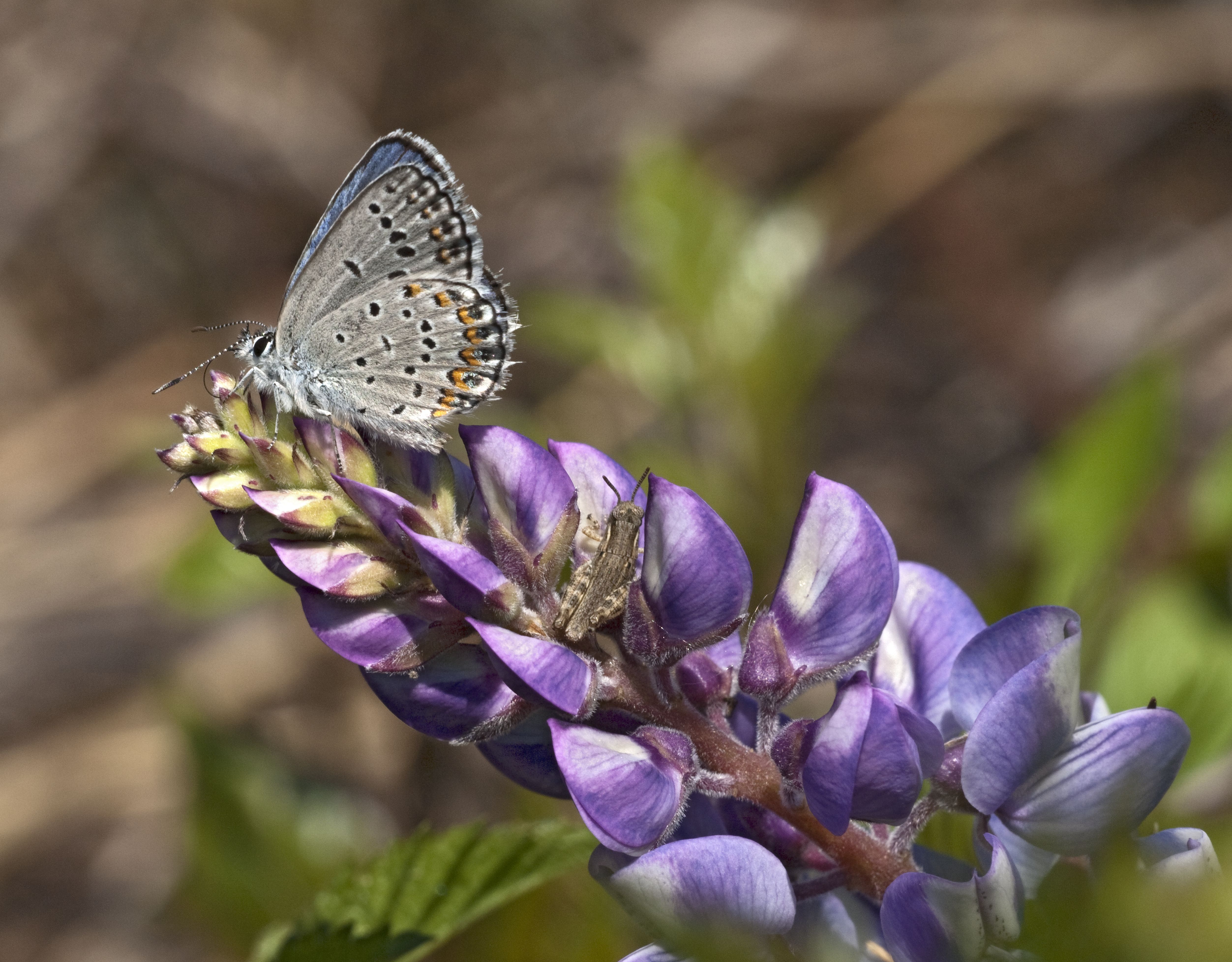 A karner blue butterfly perched atop its host plant, a lupine plant.