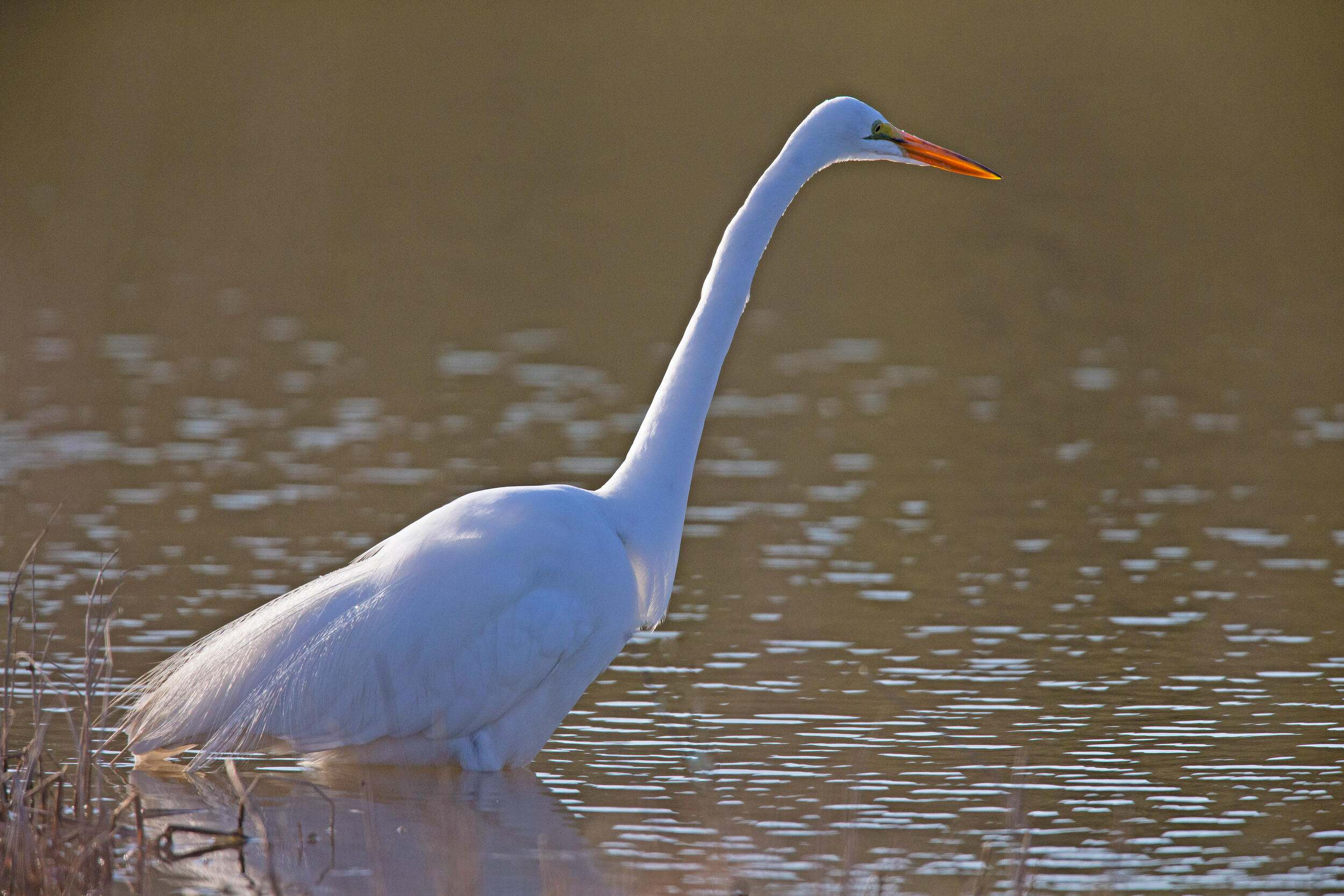 A white bird wades through water.