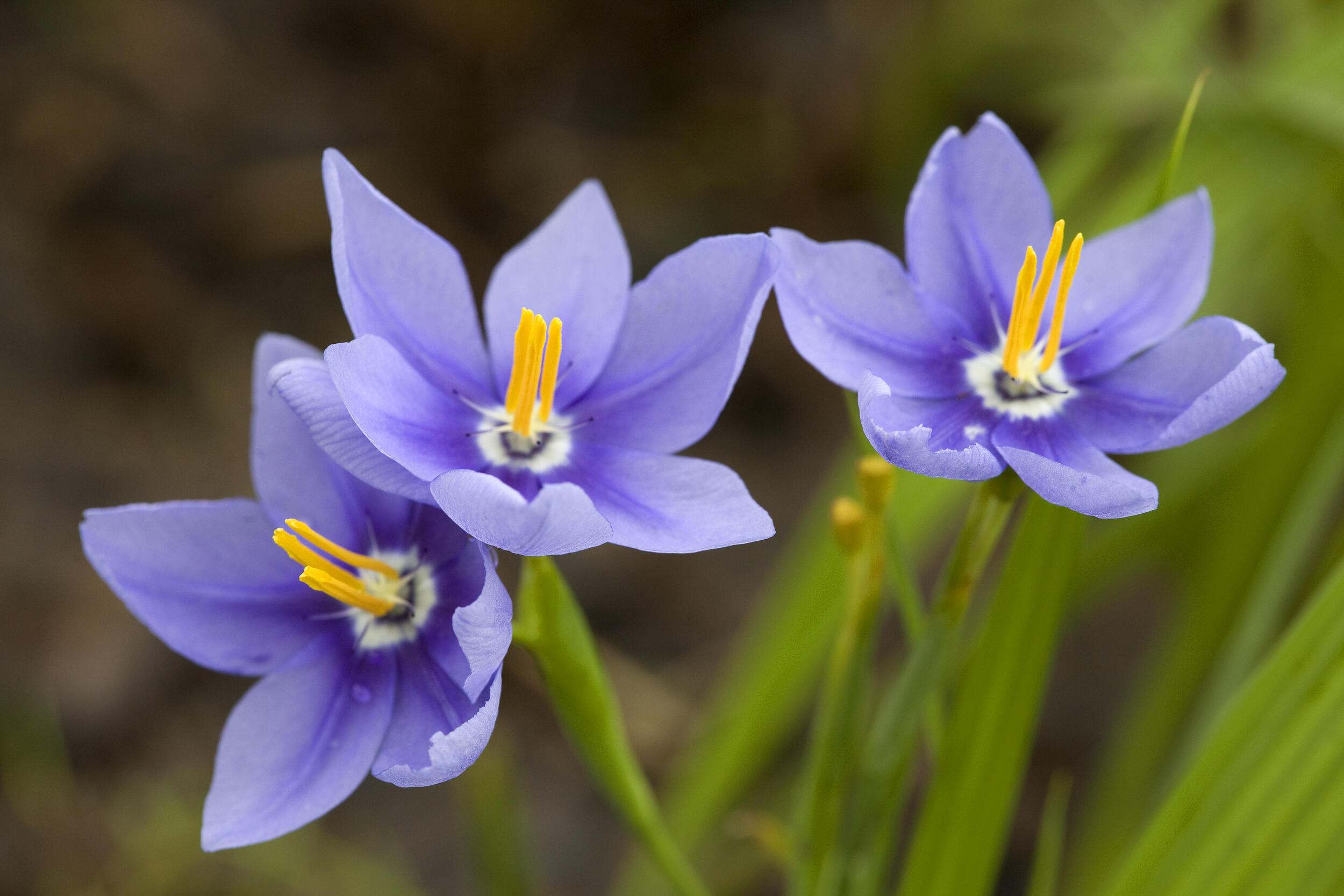 Three purple flowers in bloom.