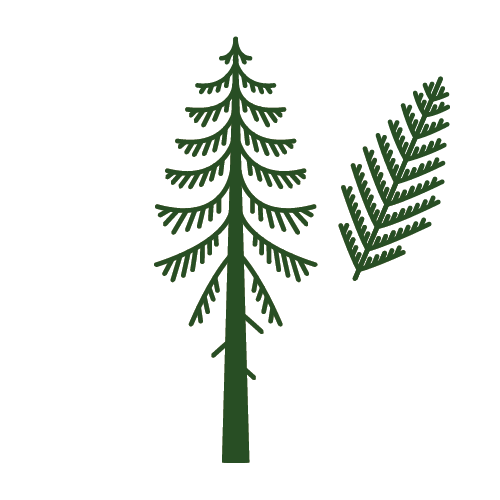 Western Red Cedar