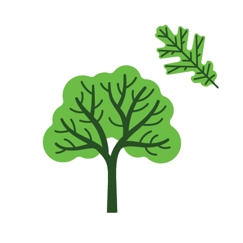 Oregon White Oak