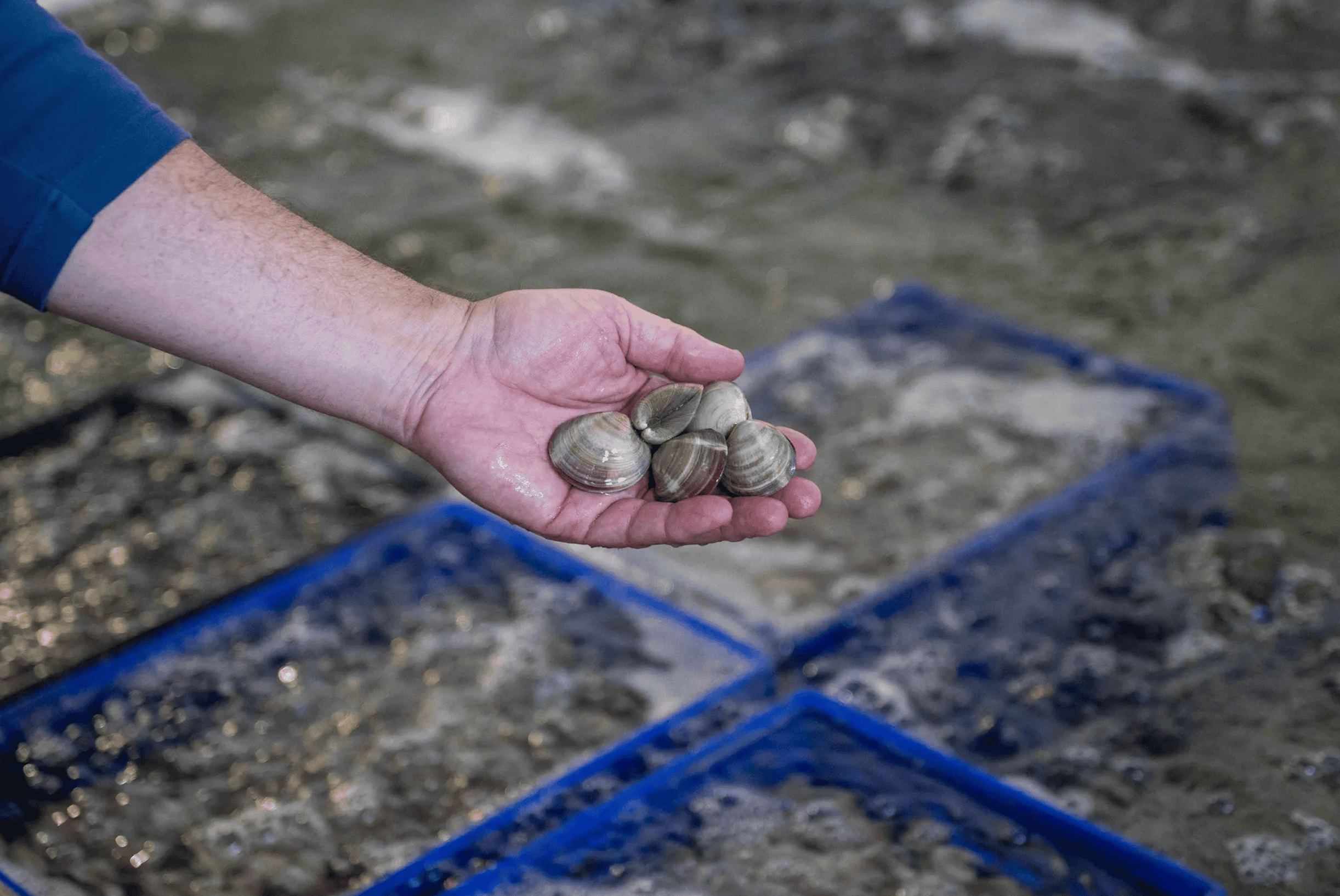A hand holding a pile of small oysters.