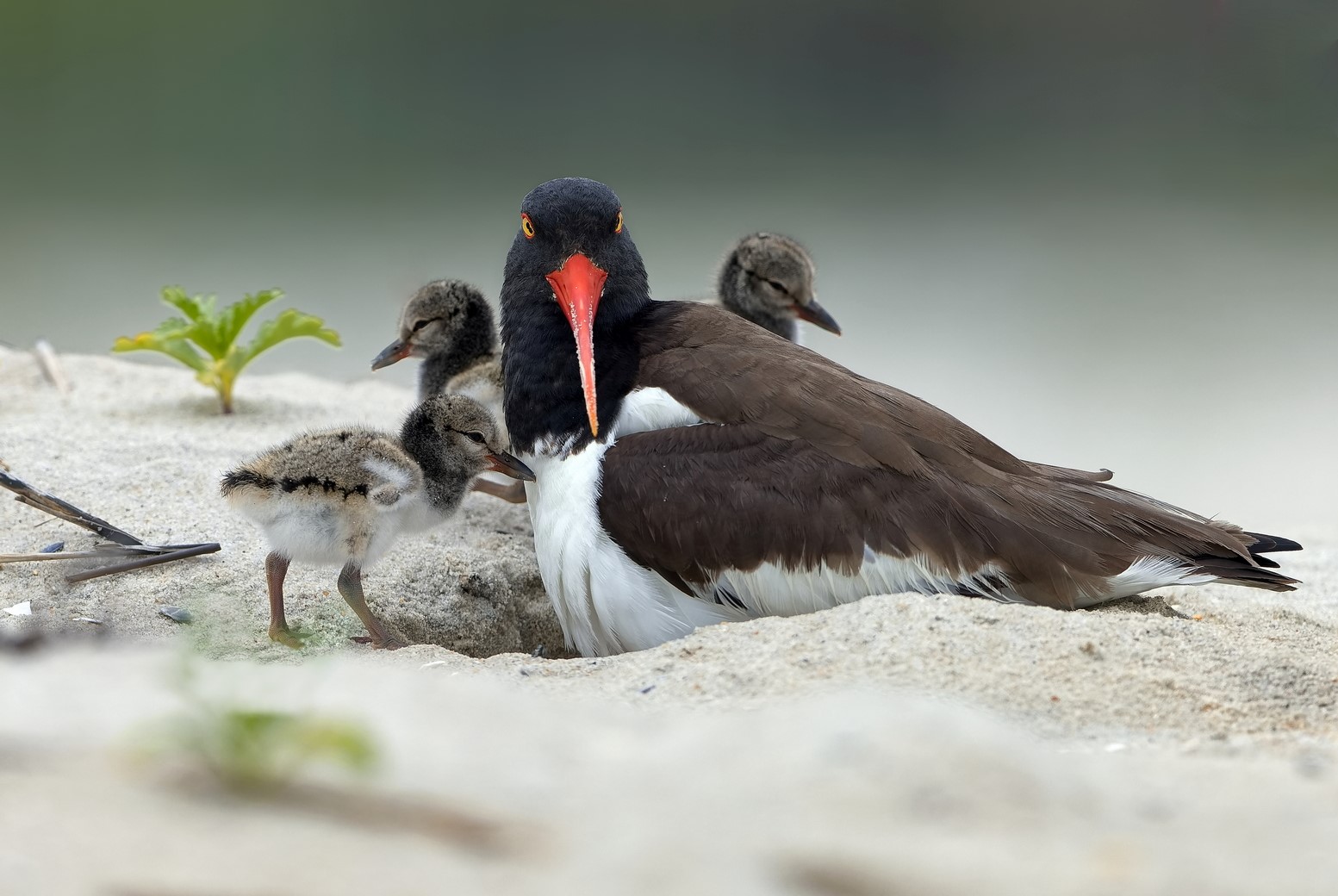 One big bird with a red beak guards over three baby birds.