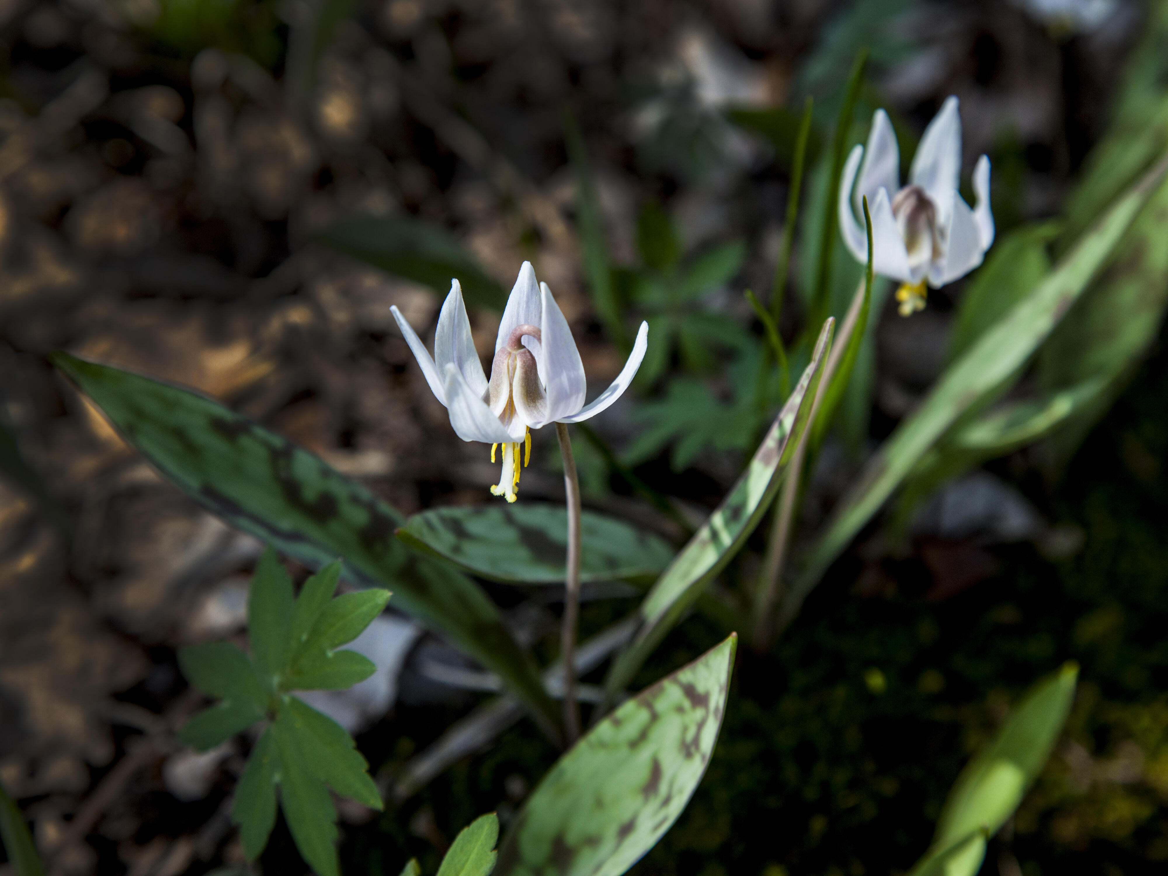 White trout lilies blooming in the sun.