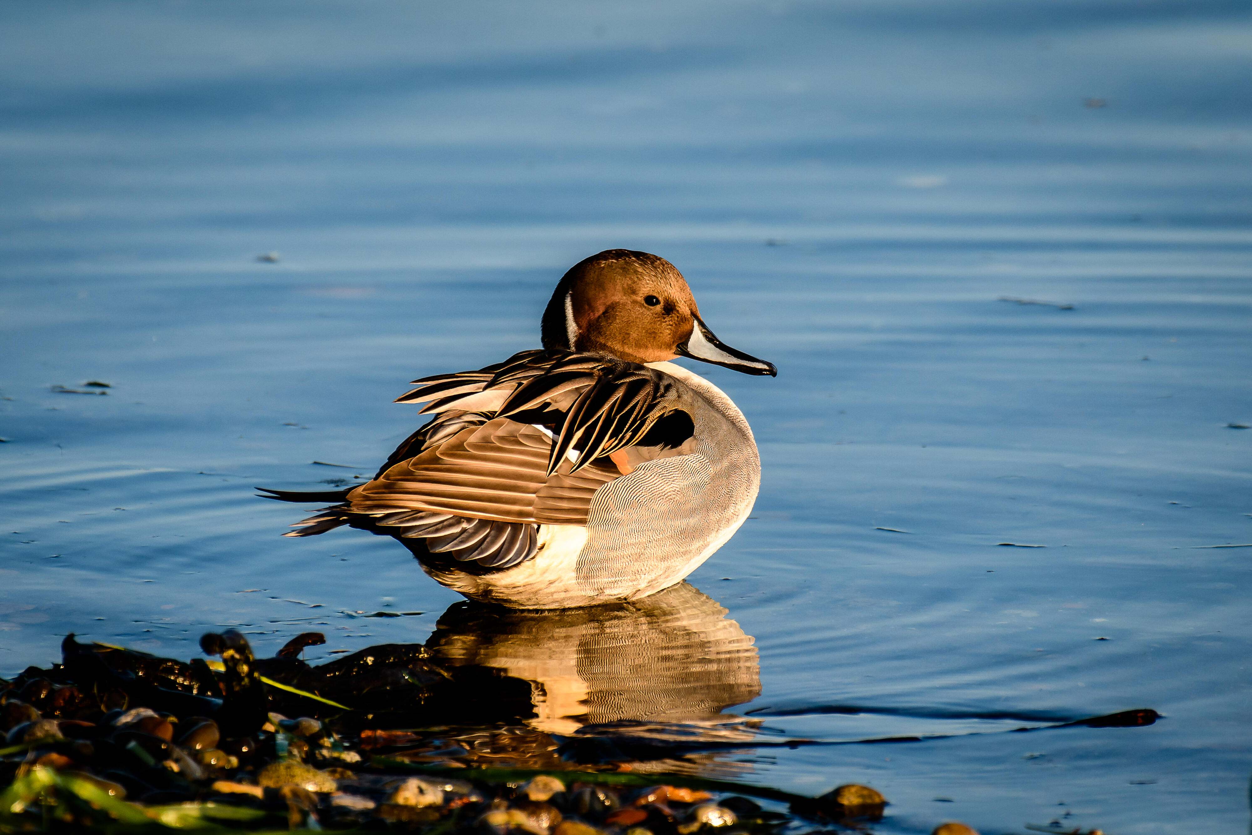 A Northern pintail duck sitting just off the shore in the shallows. 