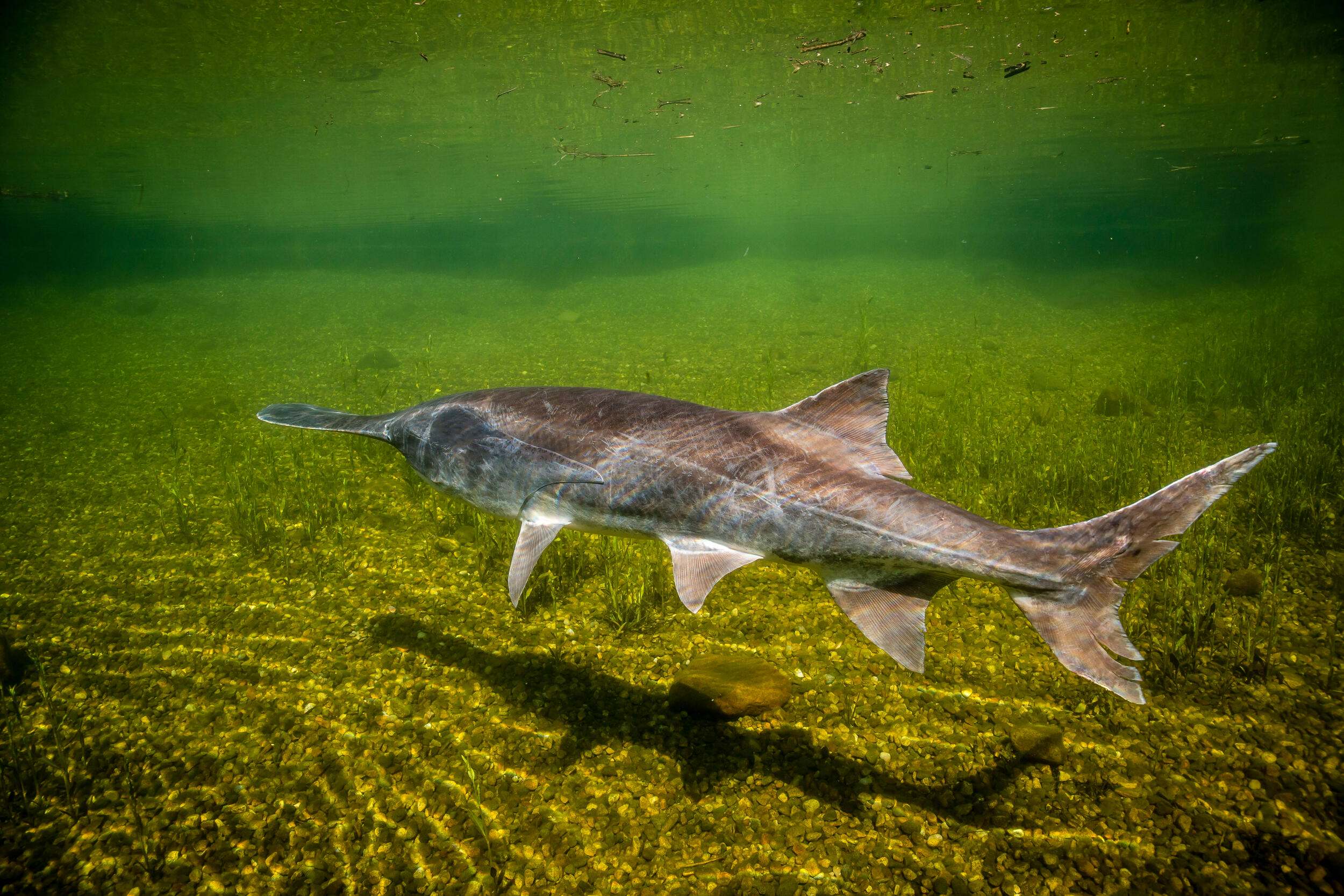 A paddlefish swimming away from the camera.