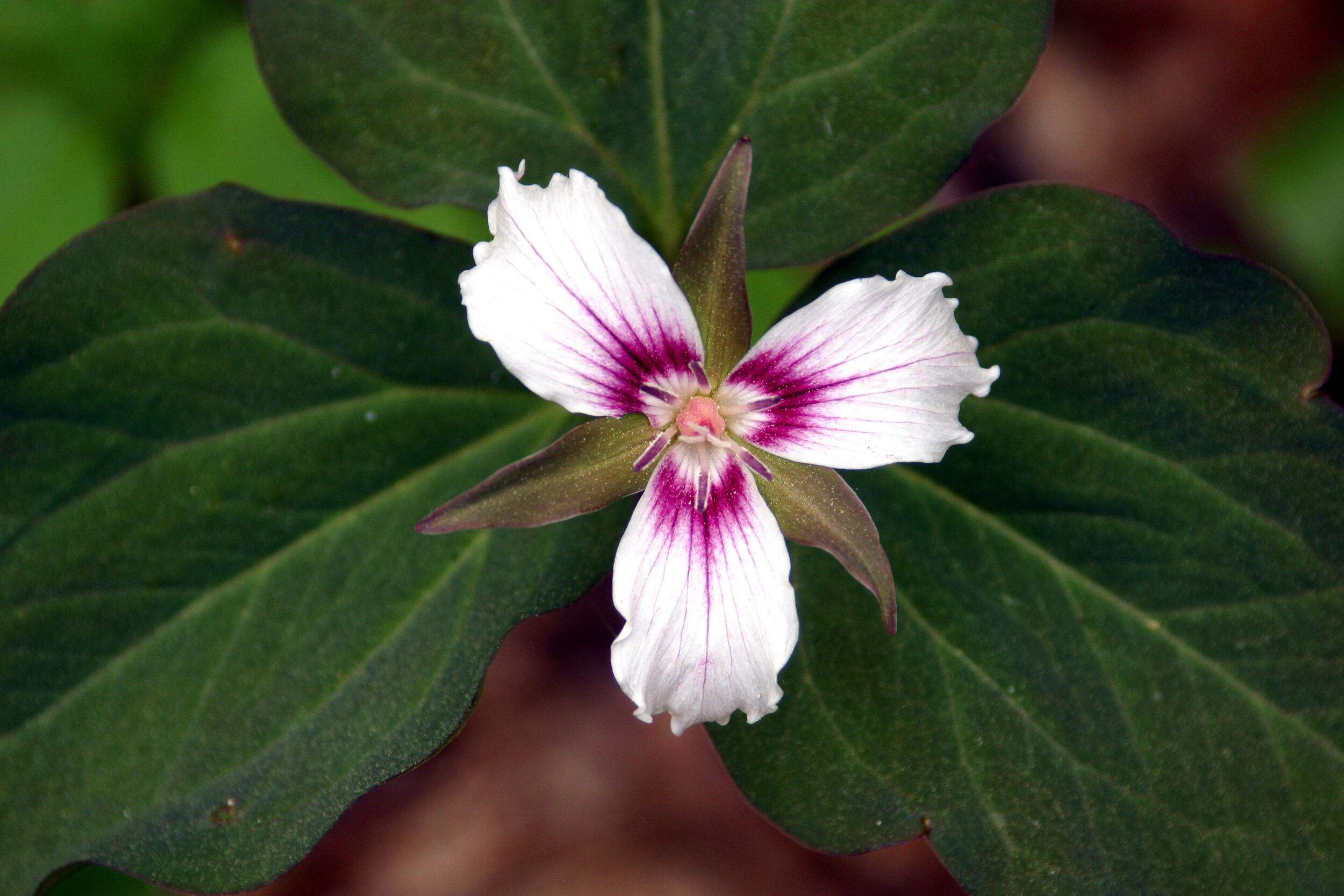 A white and pink flower.