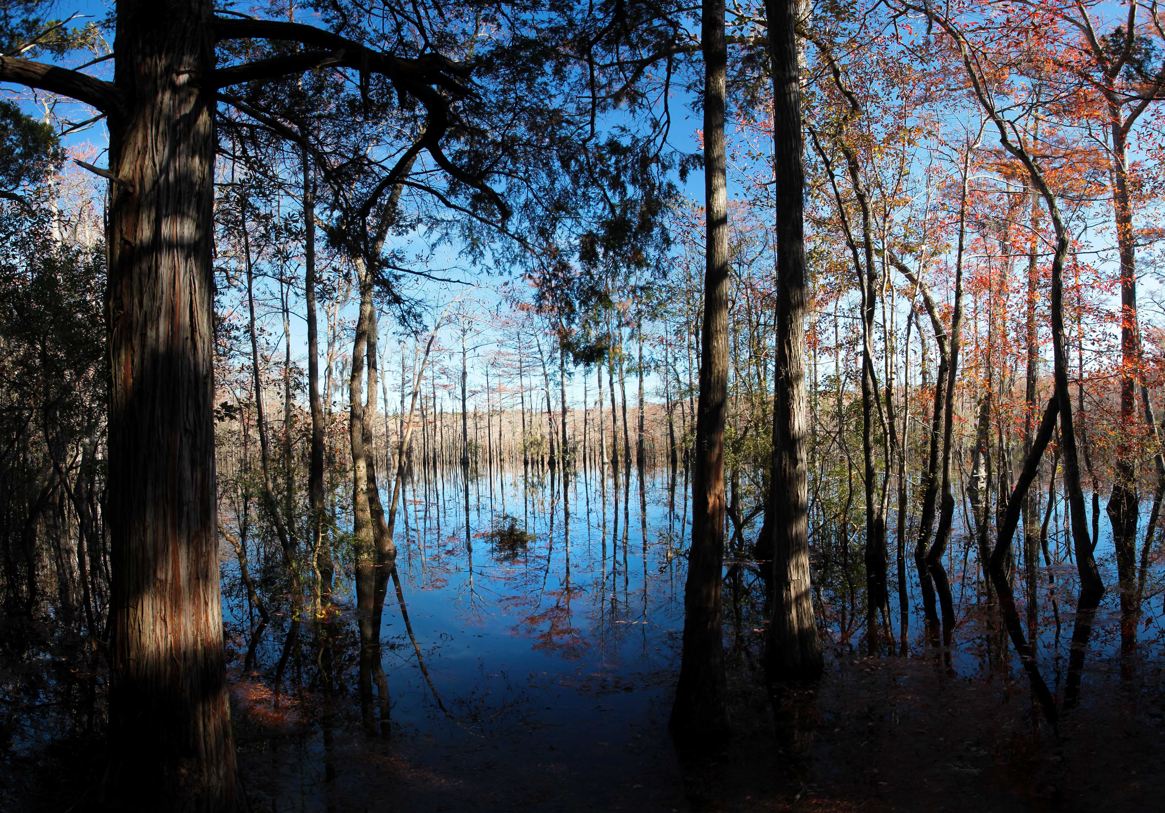 Many tall trees, some with orange leaves, stand in Florida's Yellow River over a beautiful reflection.