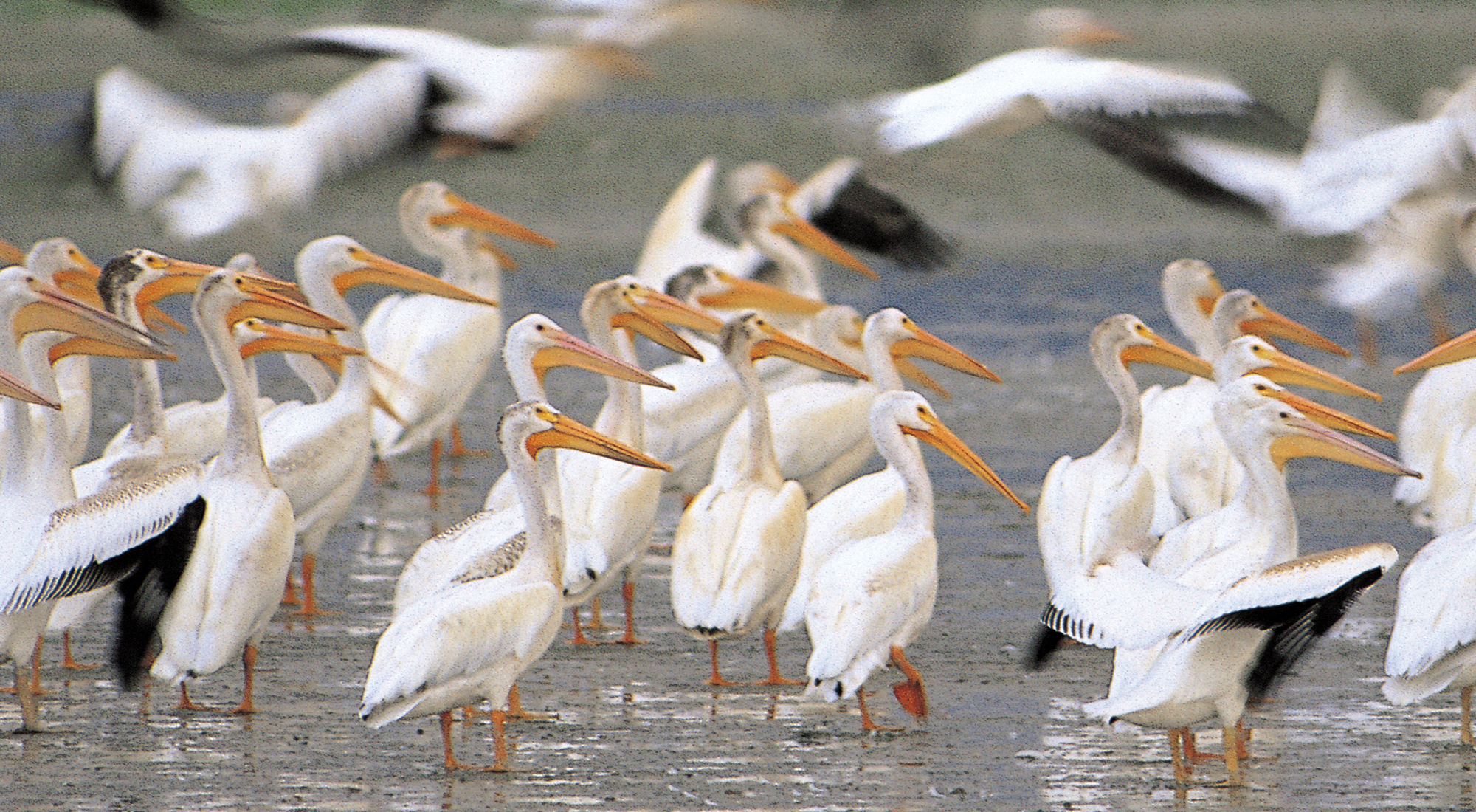 A group of pelicans standing in water.