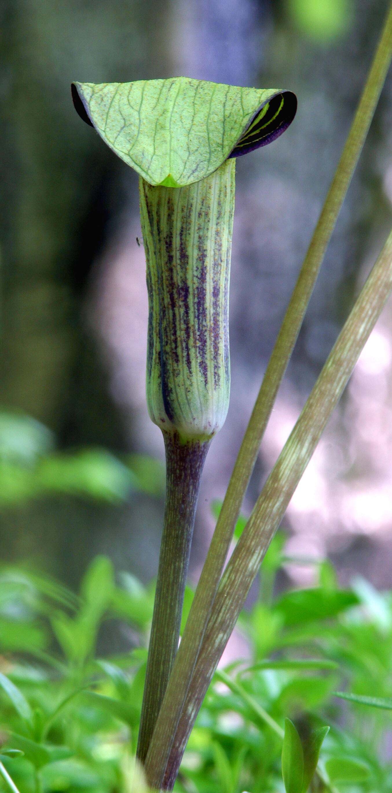 A tall, green pitcher plant.