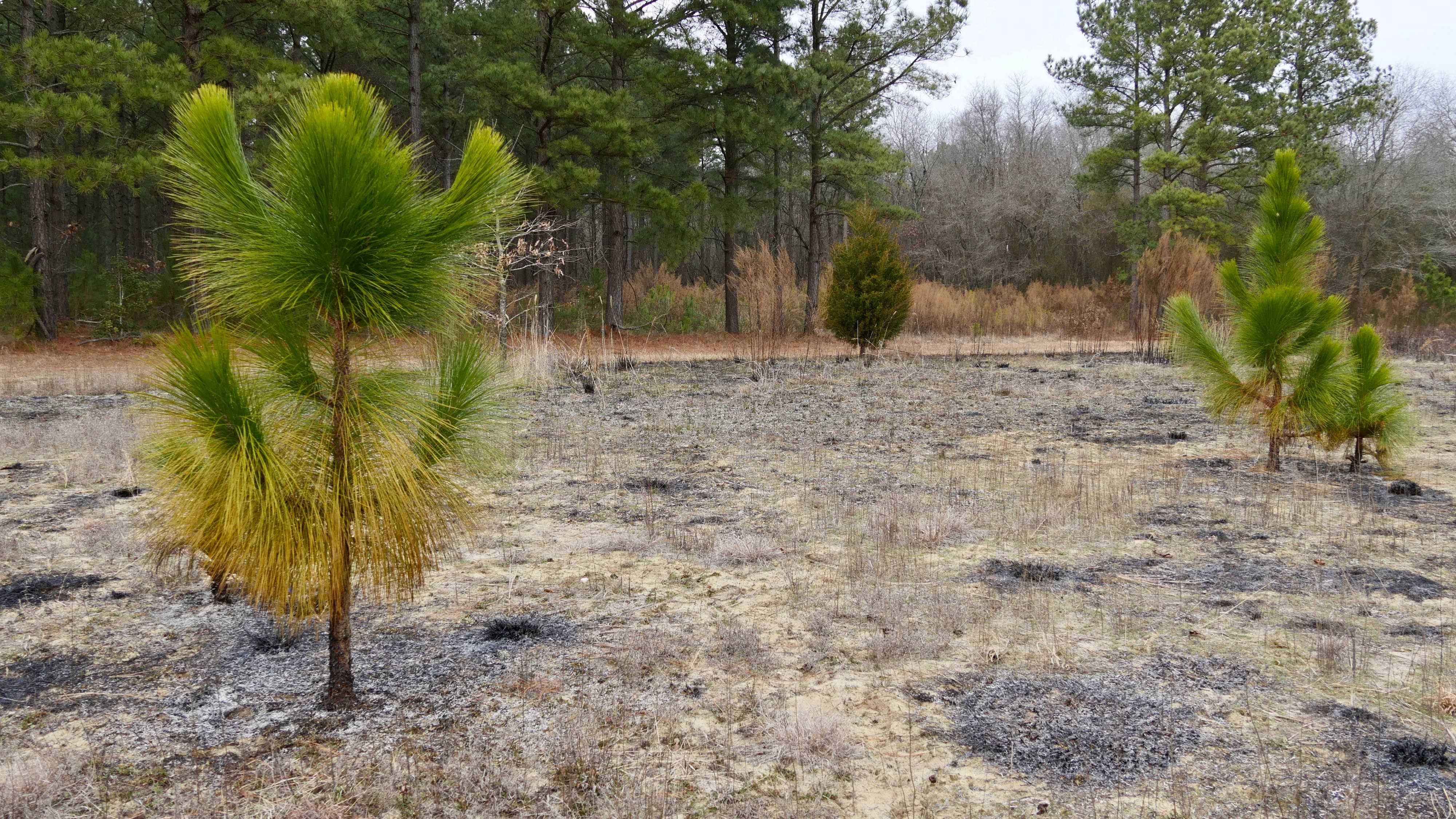 2 green saplings stand unharmed in a burned over field.