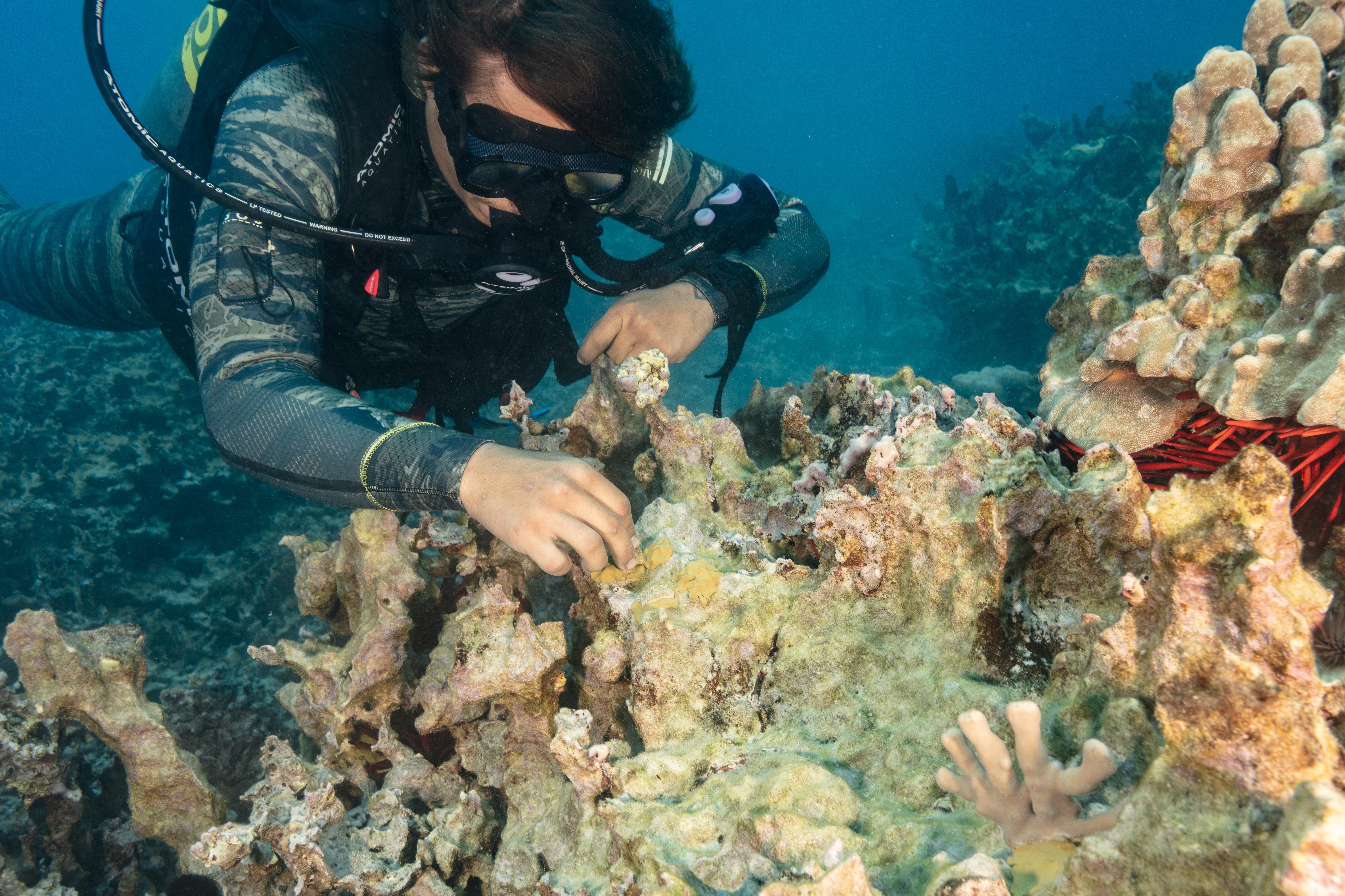 A diver reattaching coral to the reef using epoxy.