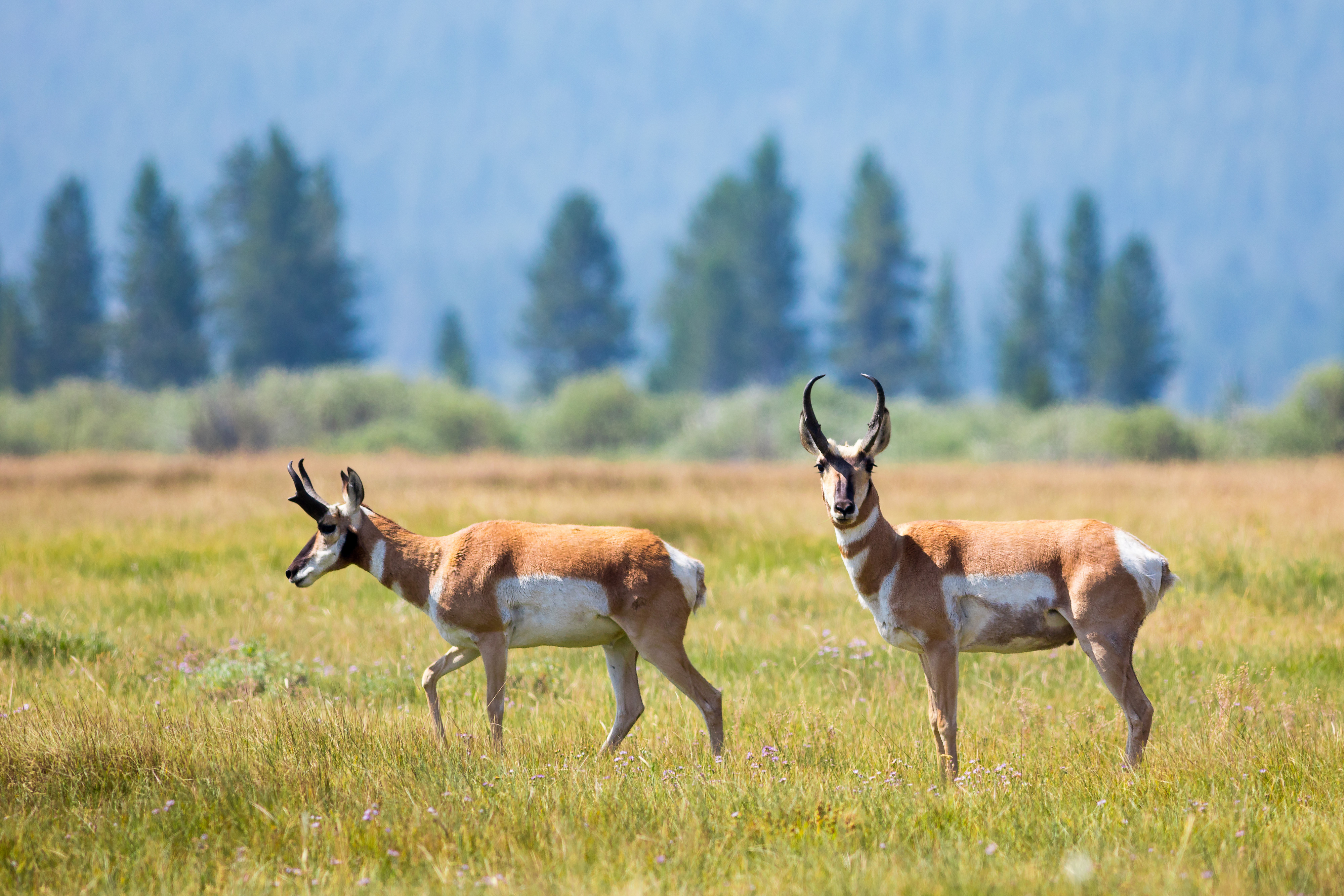 Two pronghorn antelope grazing in a grassy field with trees in the distance.