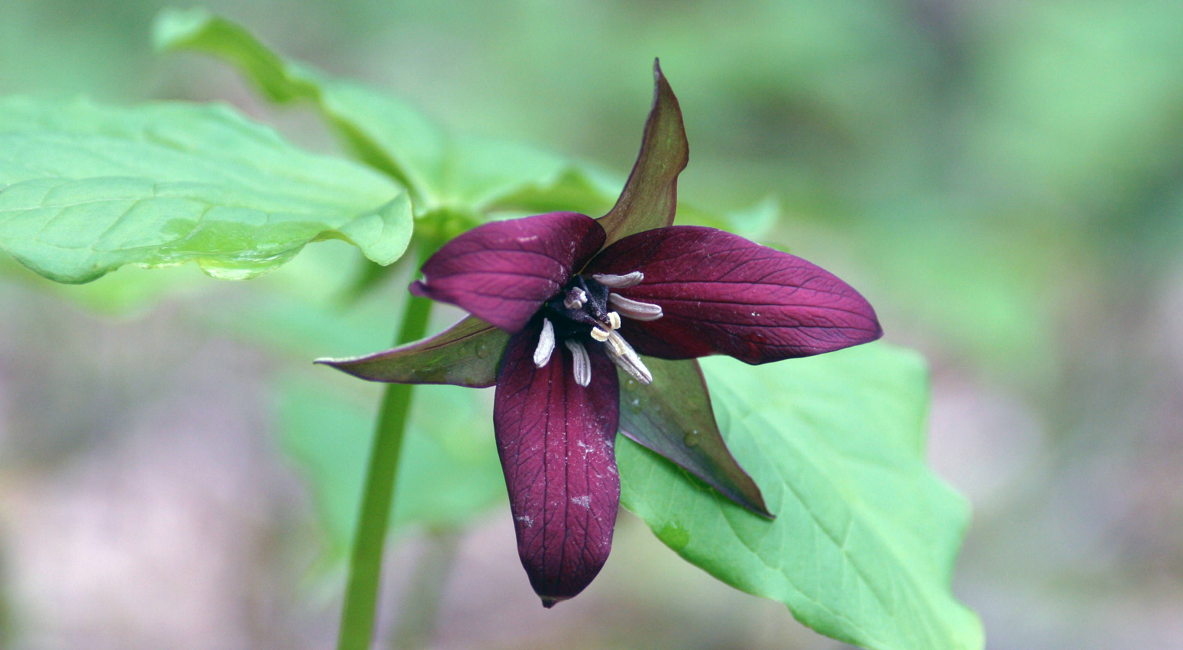 A deep purple flower blooms on a tall, leafy stem.