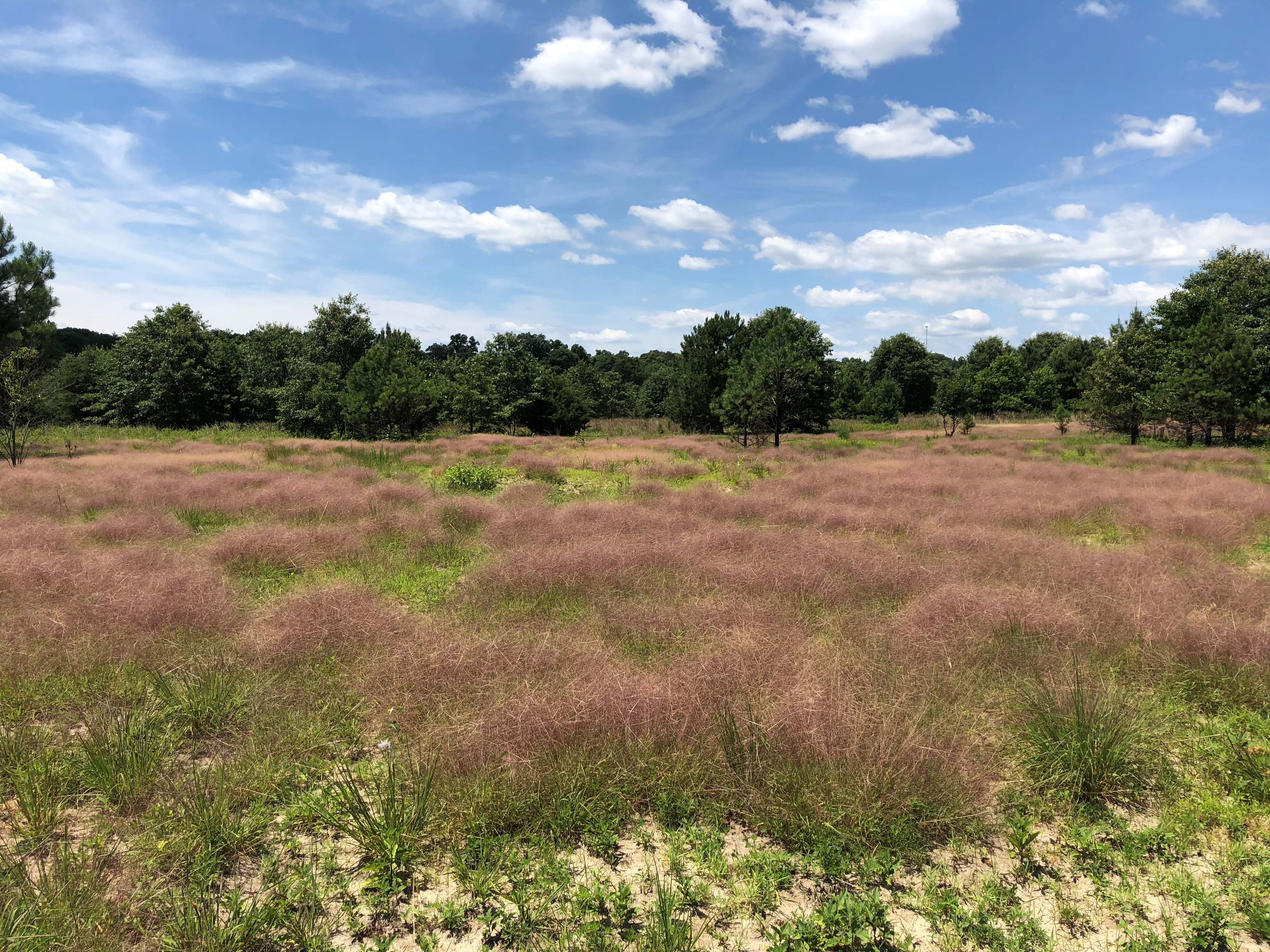 An open grassland of tall rust colored grass extends into the distance before ending at a line of trees along the horizon. White clouds float in the blue sky above.