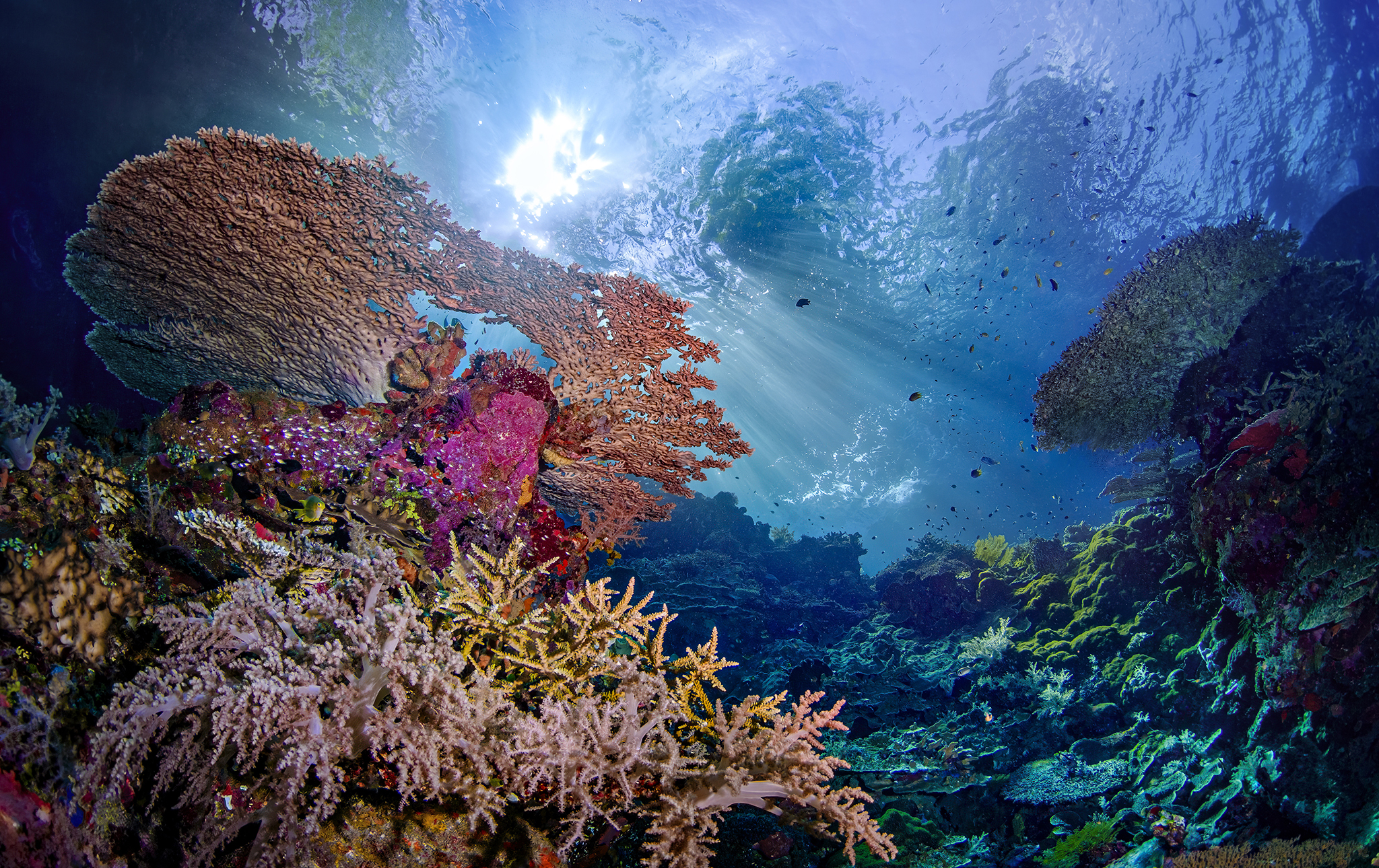Corals underwater.
