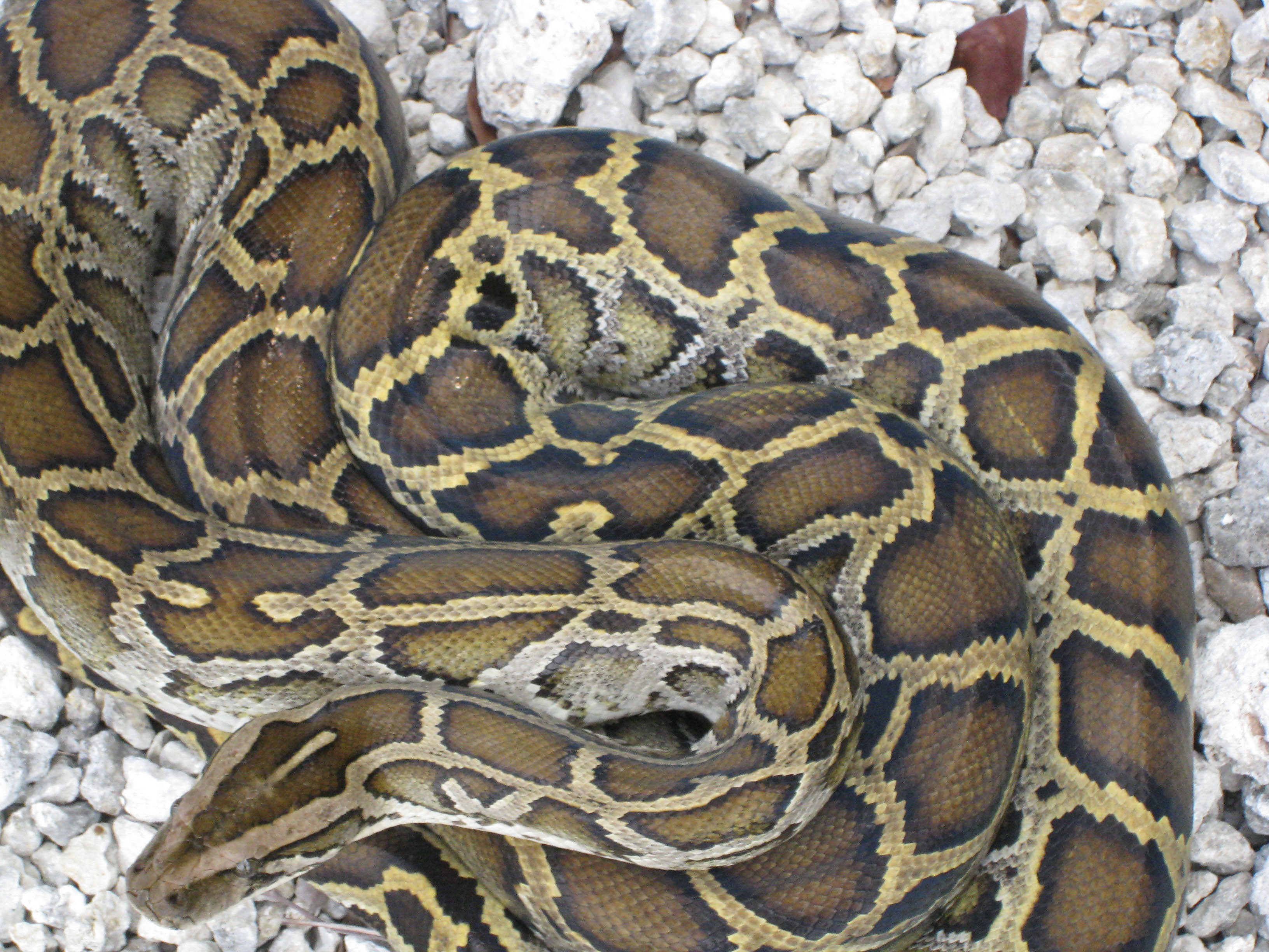 A close look at a coiled Burmese python snake showing dark brown and gold scales.