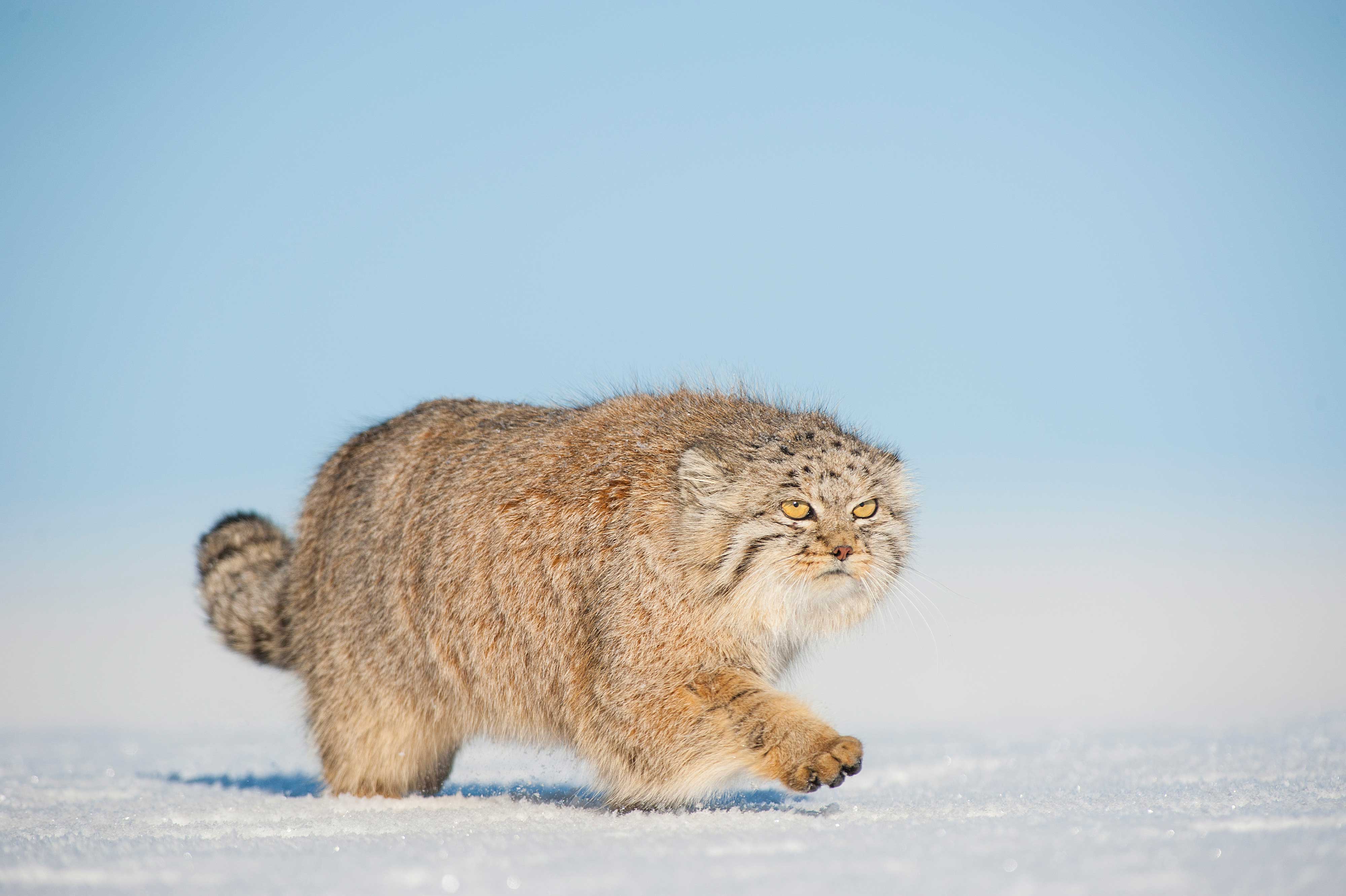 Pallas cat in the snow.