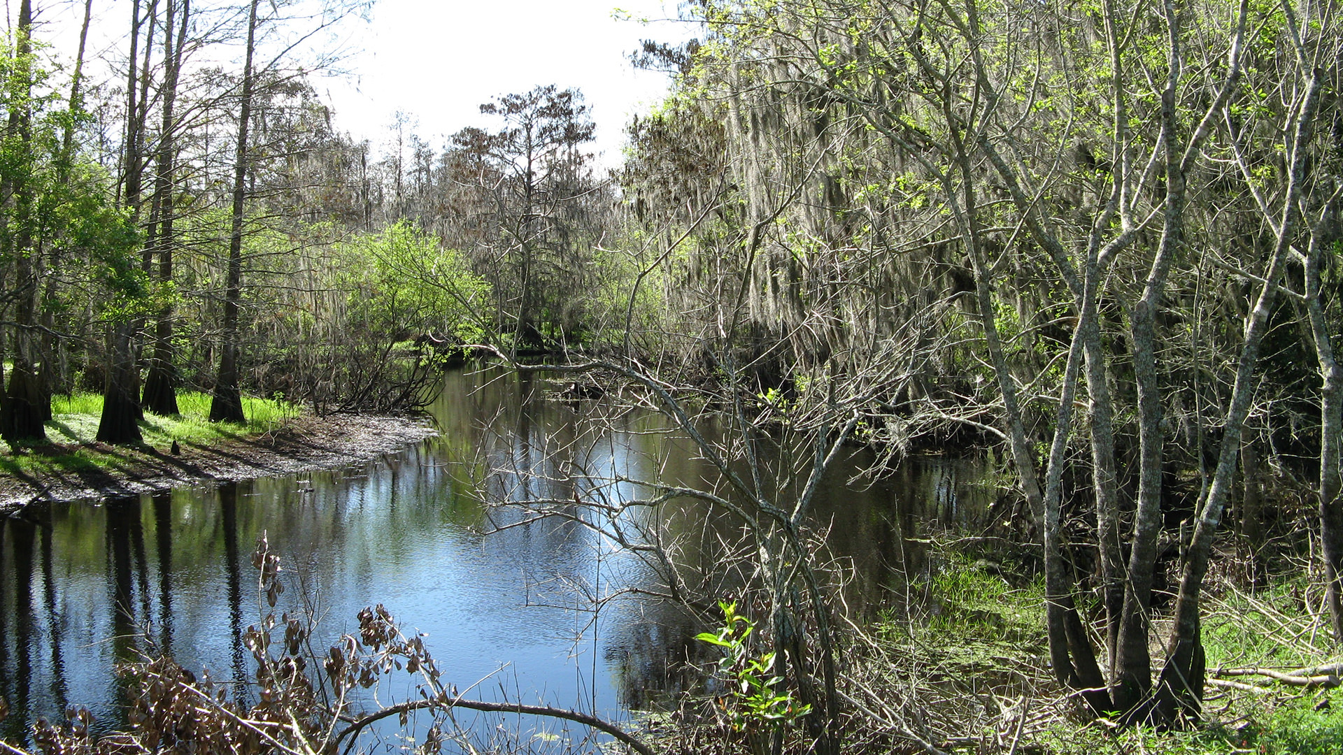 A stream runs past trees hanging with Spanish moss.
