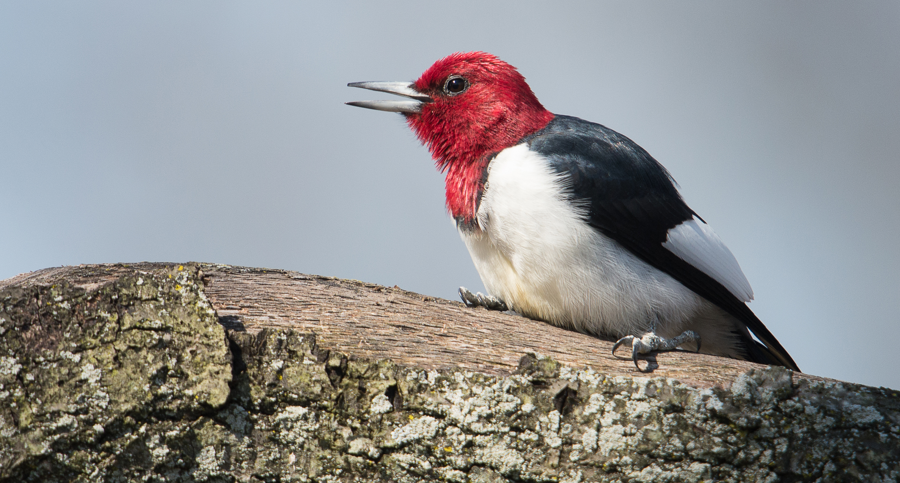 Red-headed woodpecker perched on tree stump.