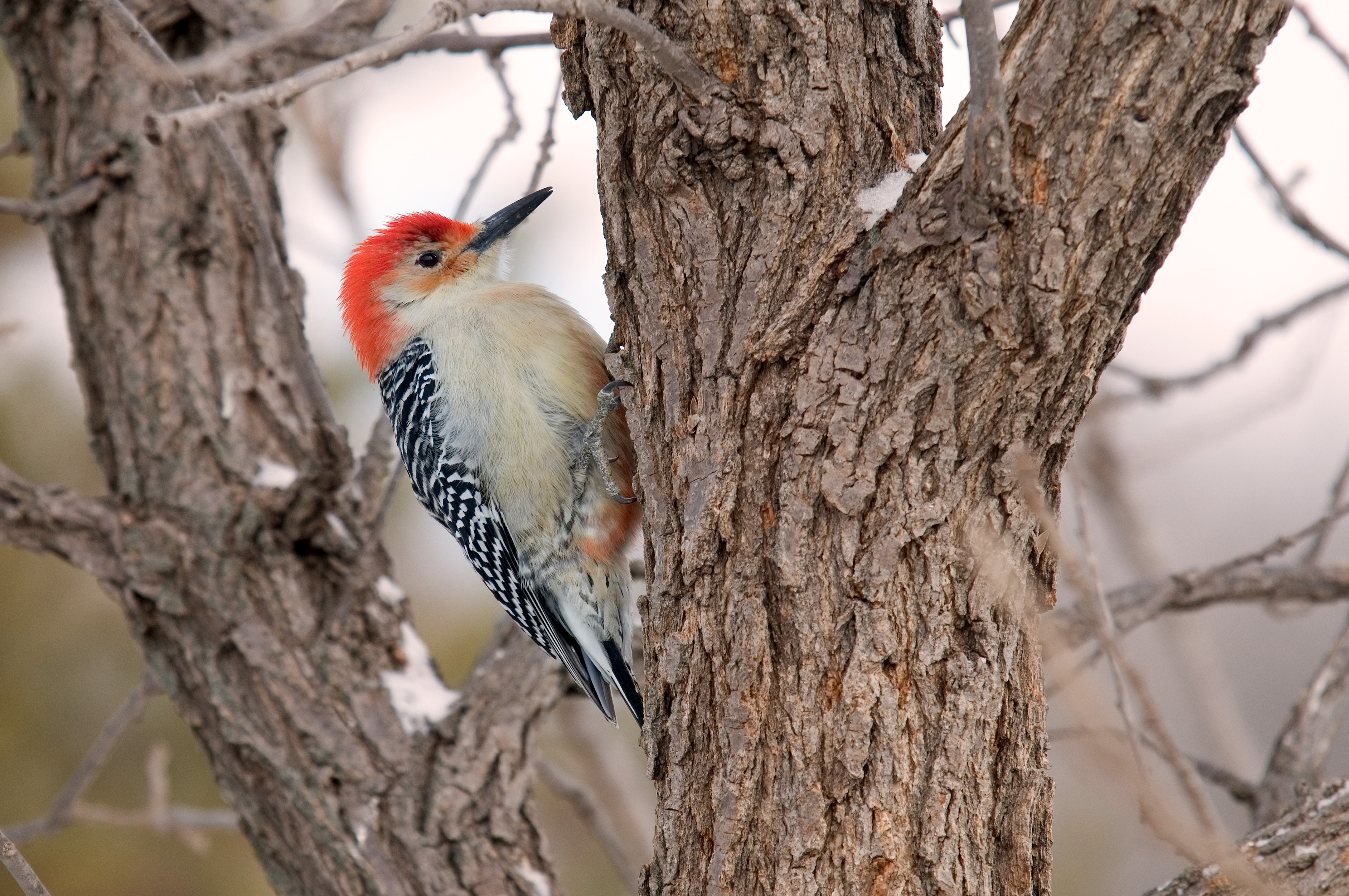 A red-bellied woodpecker perched in a tree.