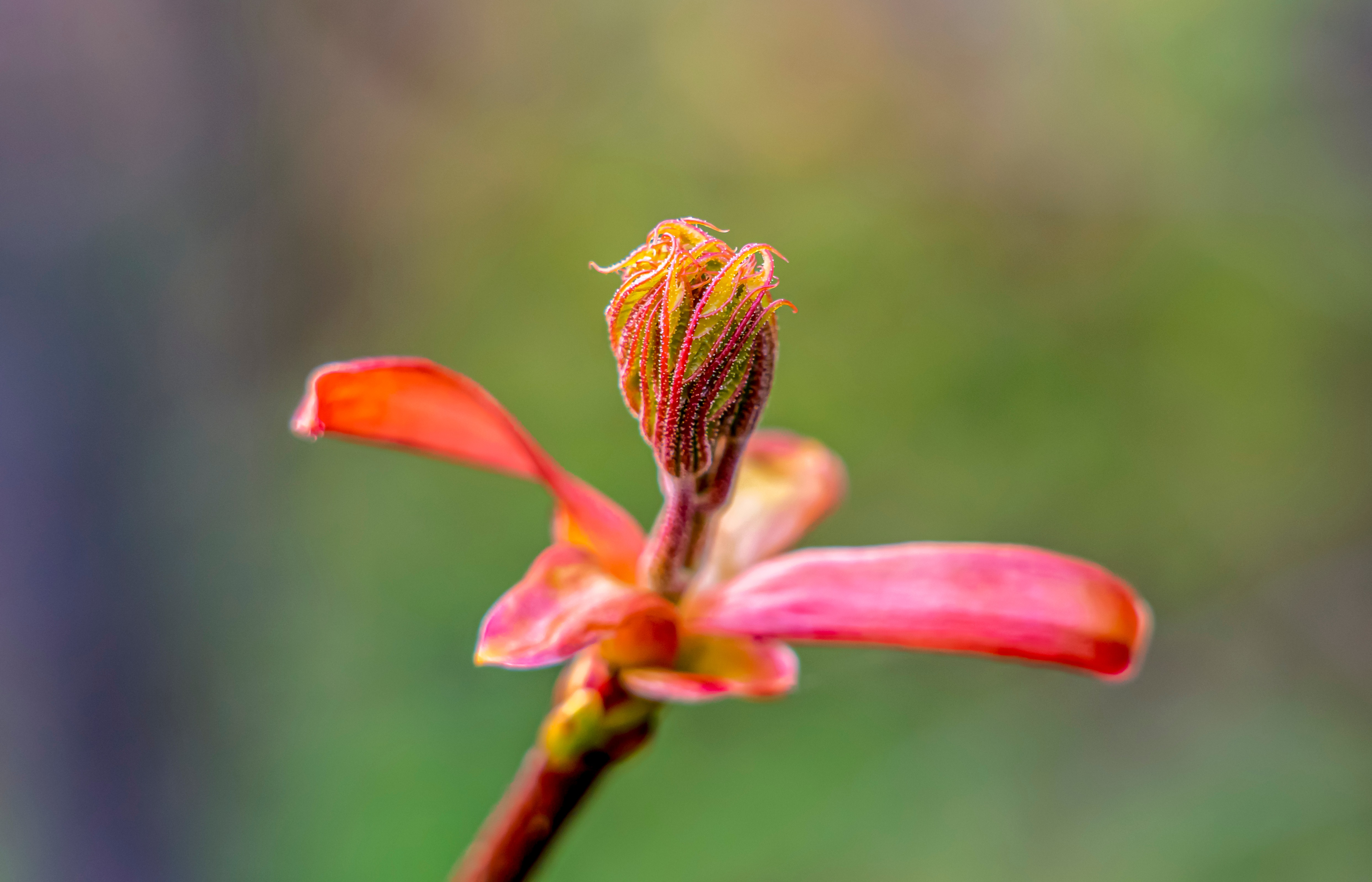 A young red maple sprig is beginning to bloom.