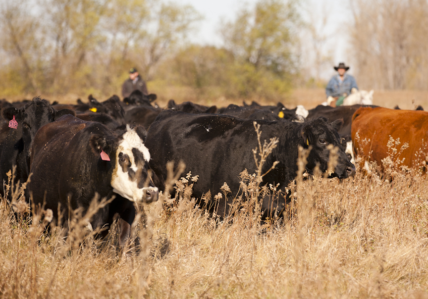 Cattle grazing on native prairie.