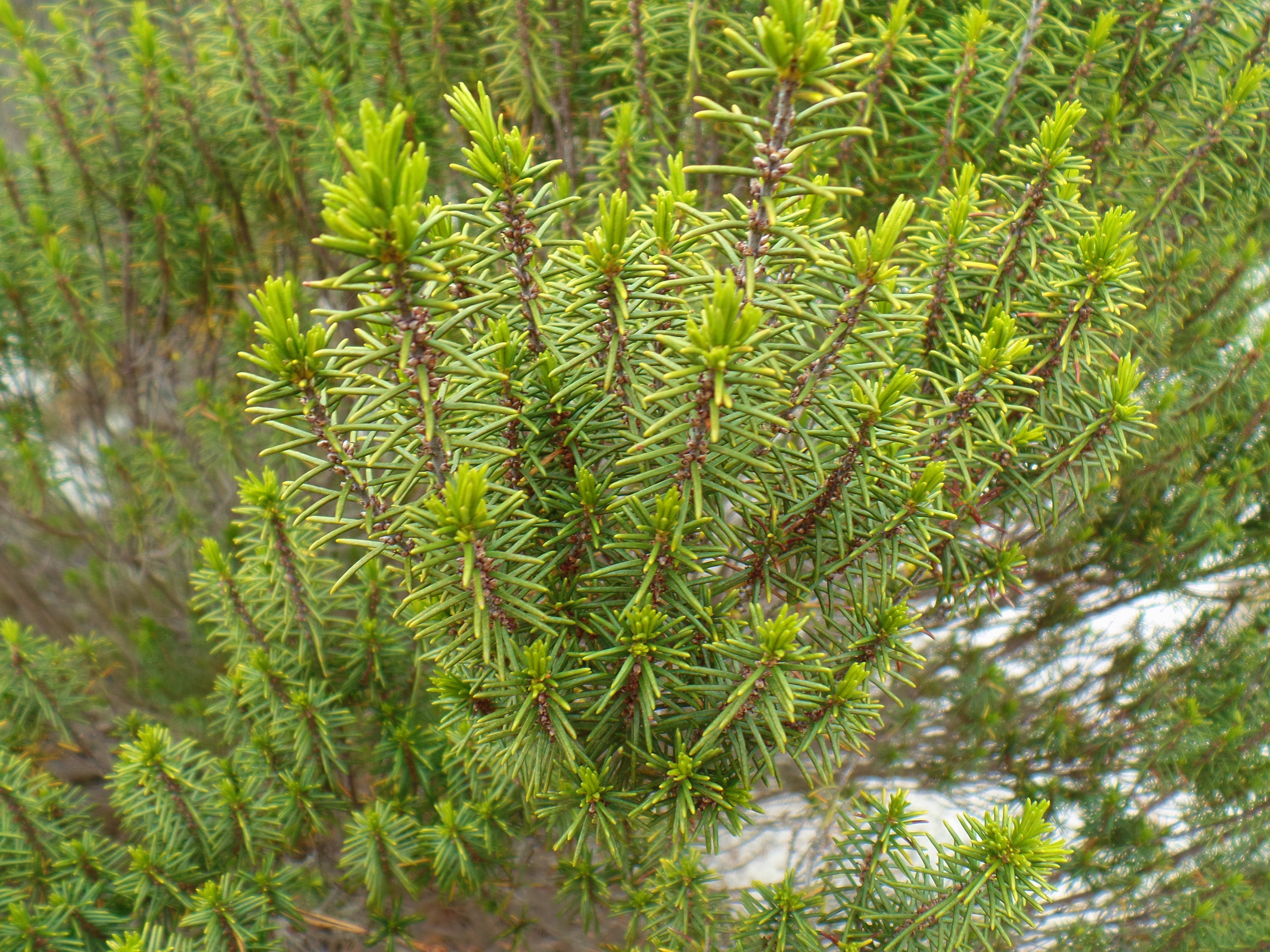 A big green rosemary plant grows among sandy soils.