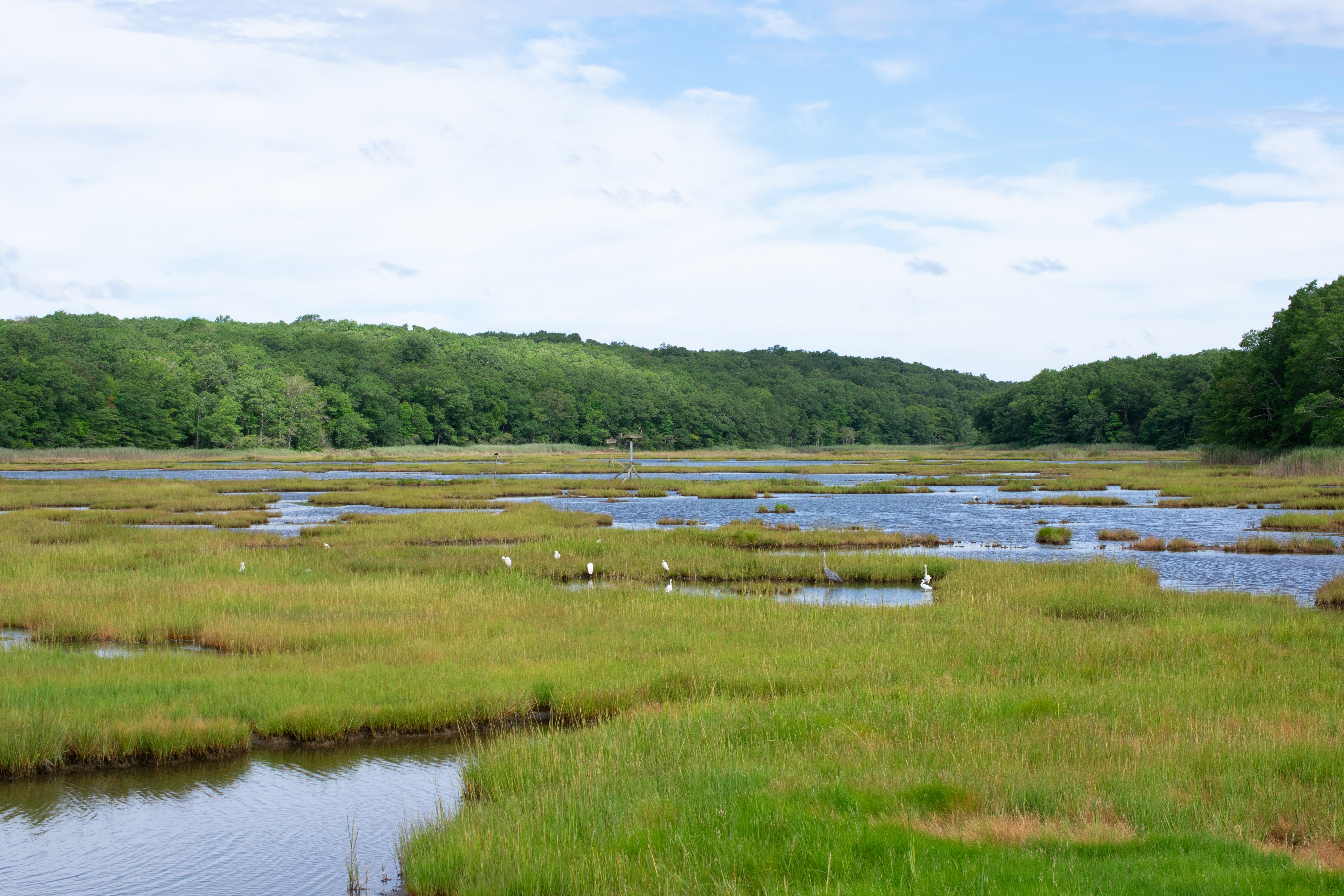 Wetlands landscape with grassy marshes and patches of water under a clear sky. A forested area is visible in the background.