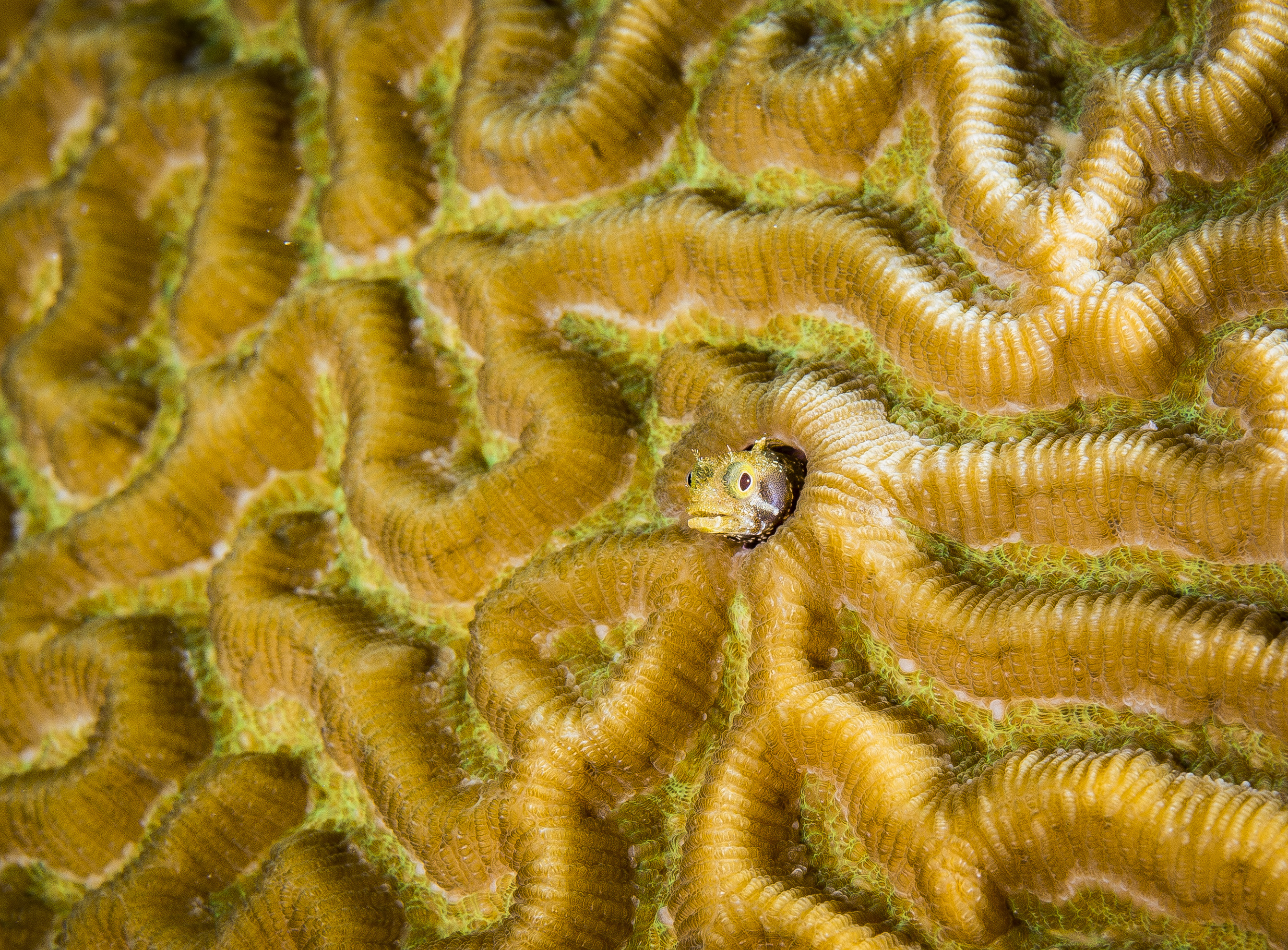 Close up of a brain coral.