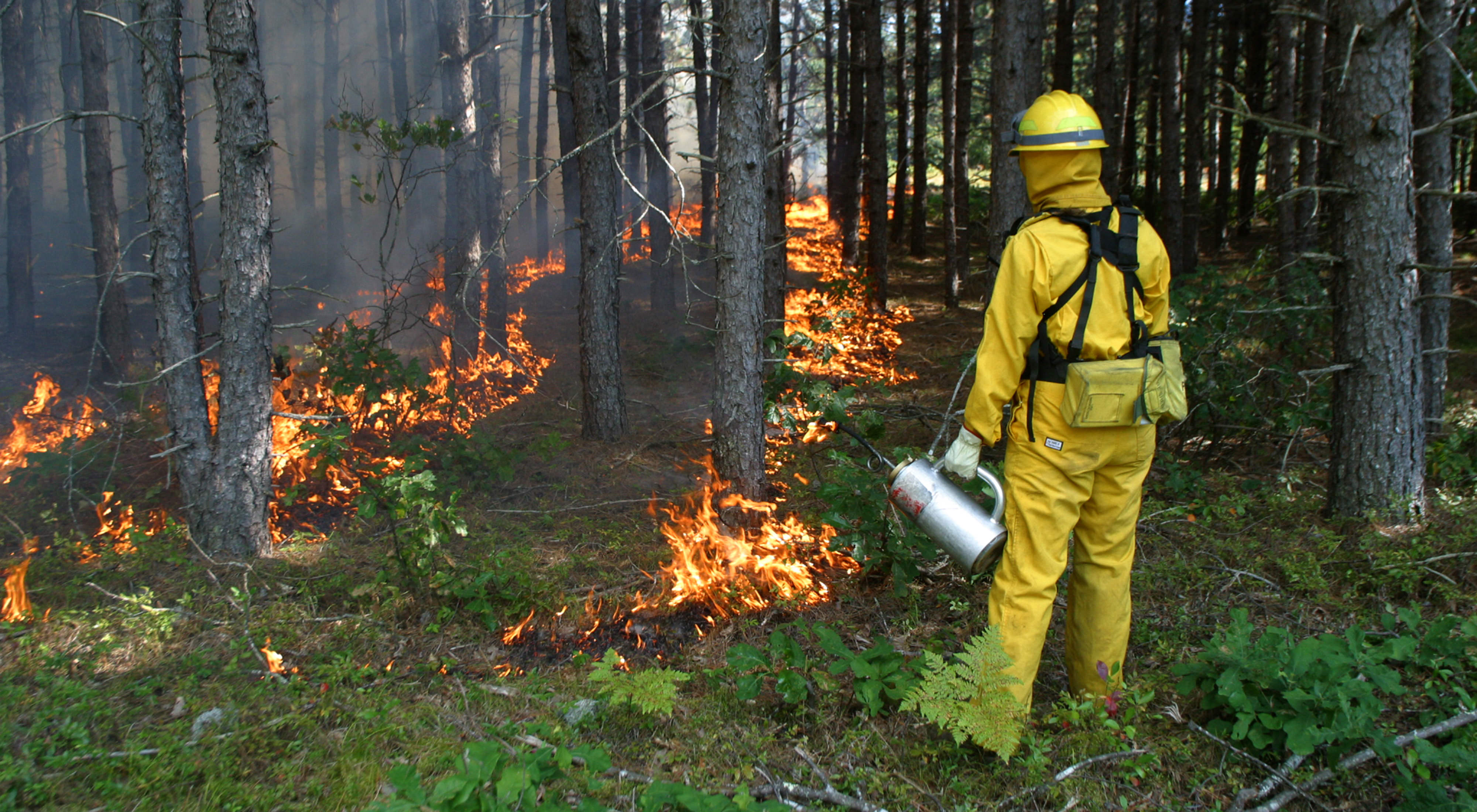 A person in yellow fire gear holds a drip torch, while carefully placed flames envelop the bases of neighboring trees.