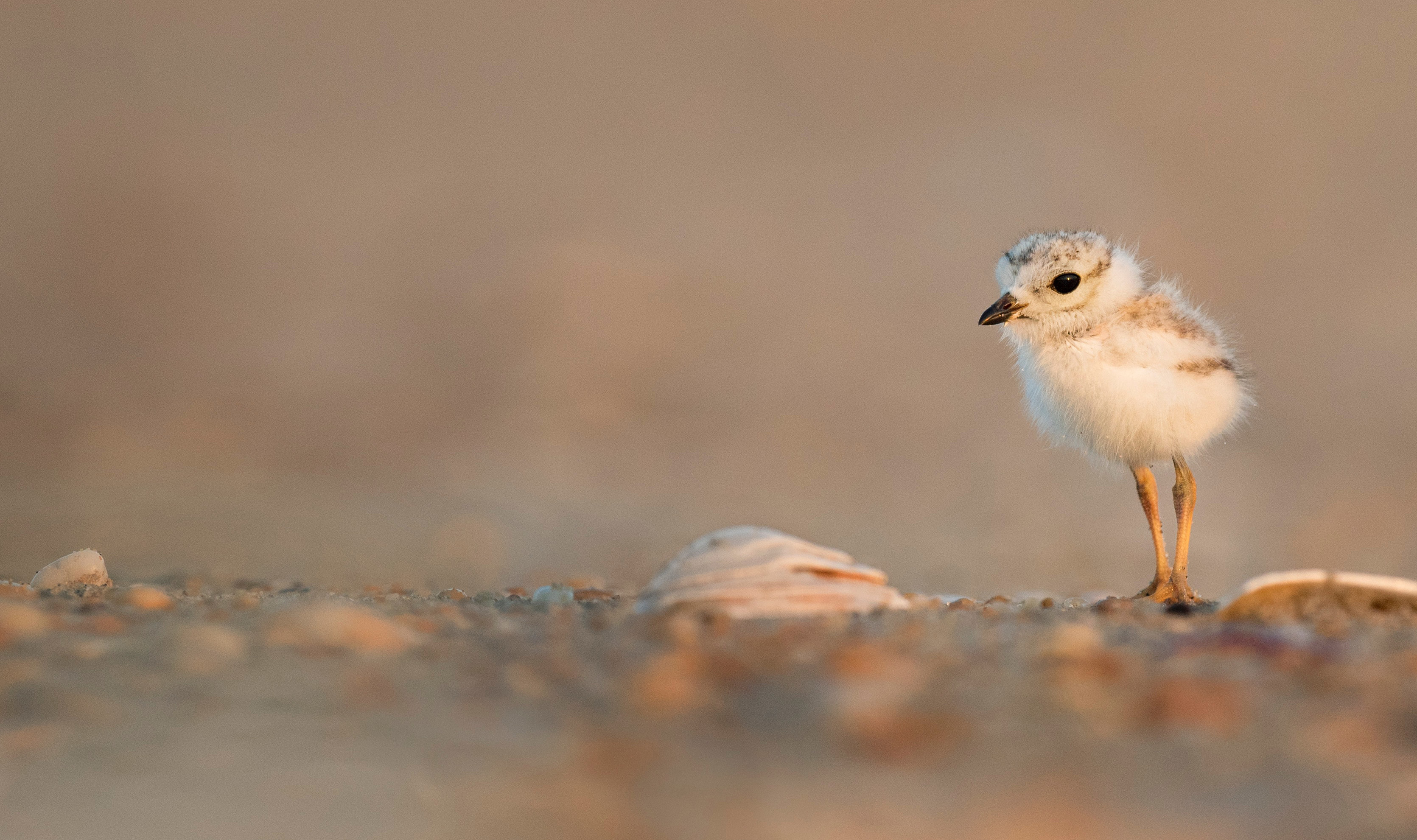 Primer plano de un polluelo de chorlito de pie en una playa de arena.