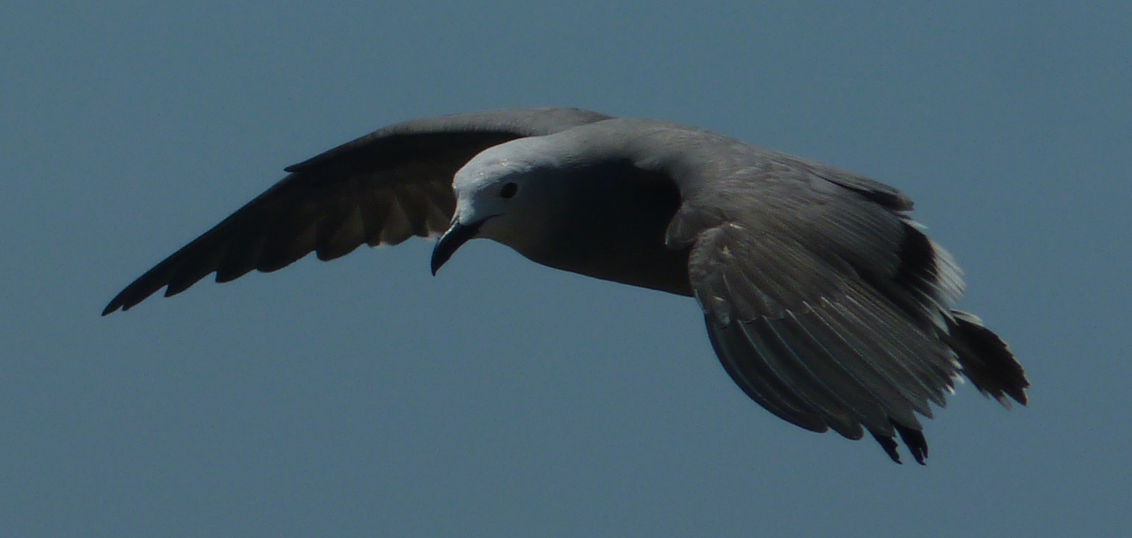 Una gaviota garuma en pleno vuelo en la costa de Perú.