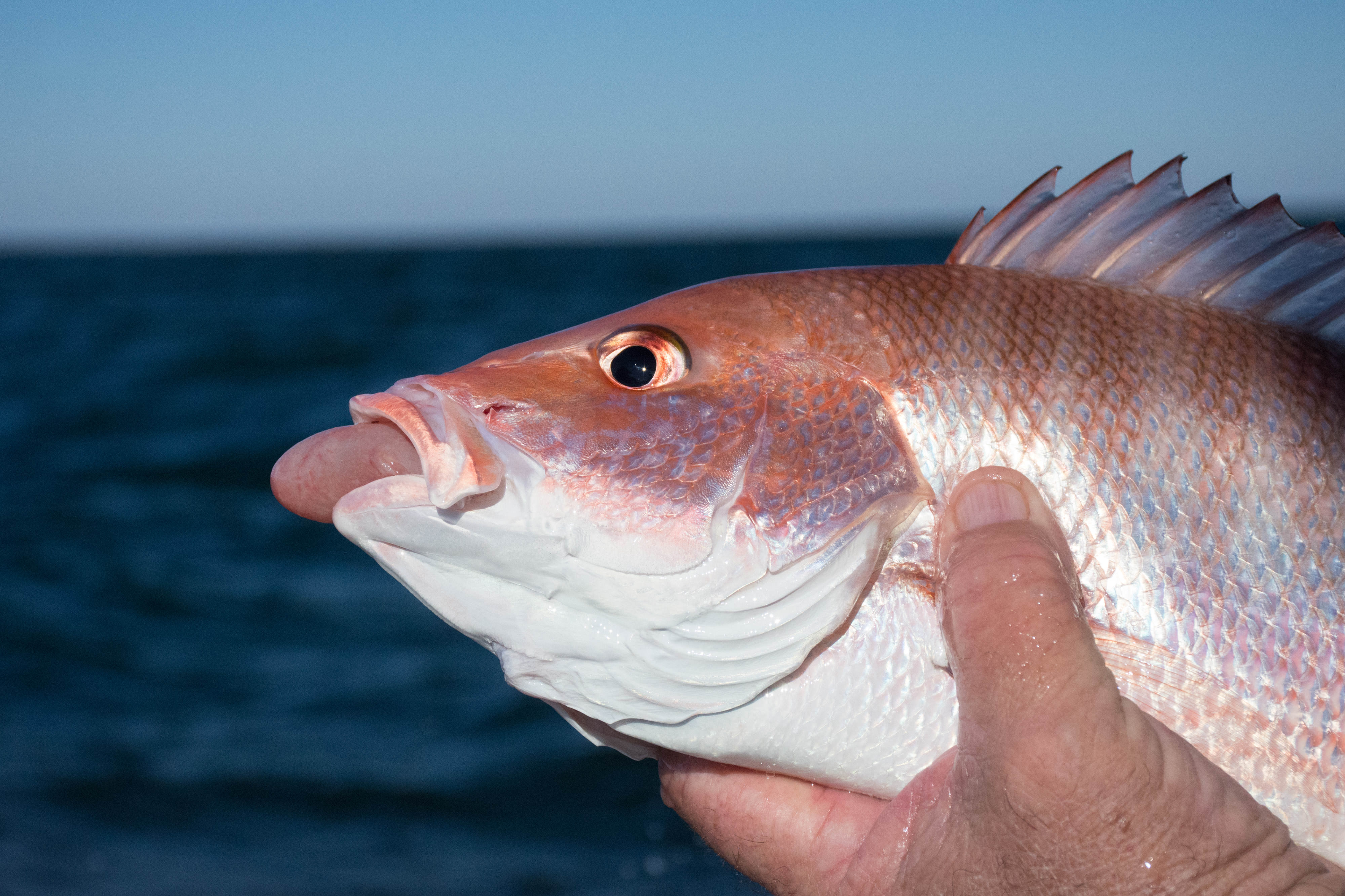 Red snapper with barotrauma