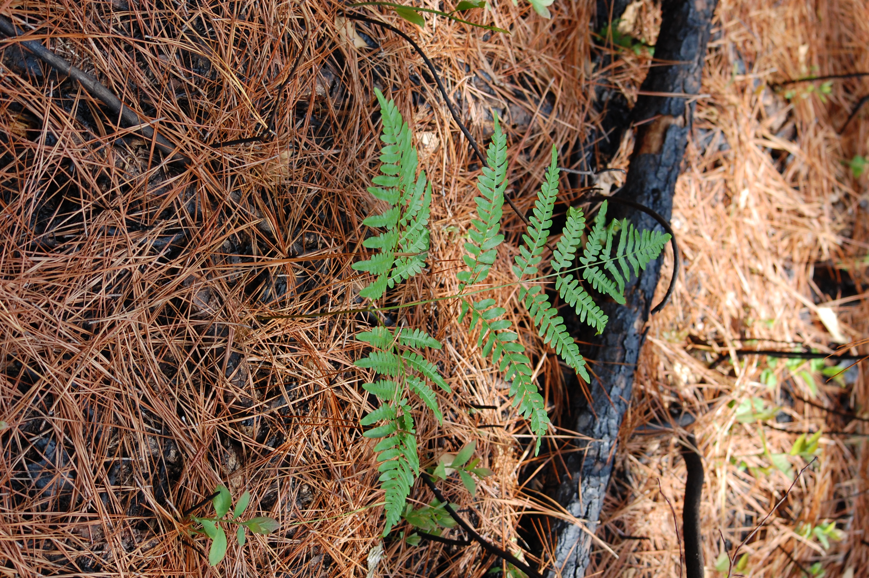 A green fern grows from a brown forest floor.