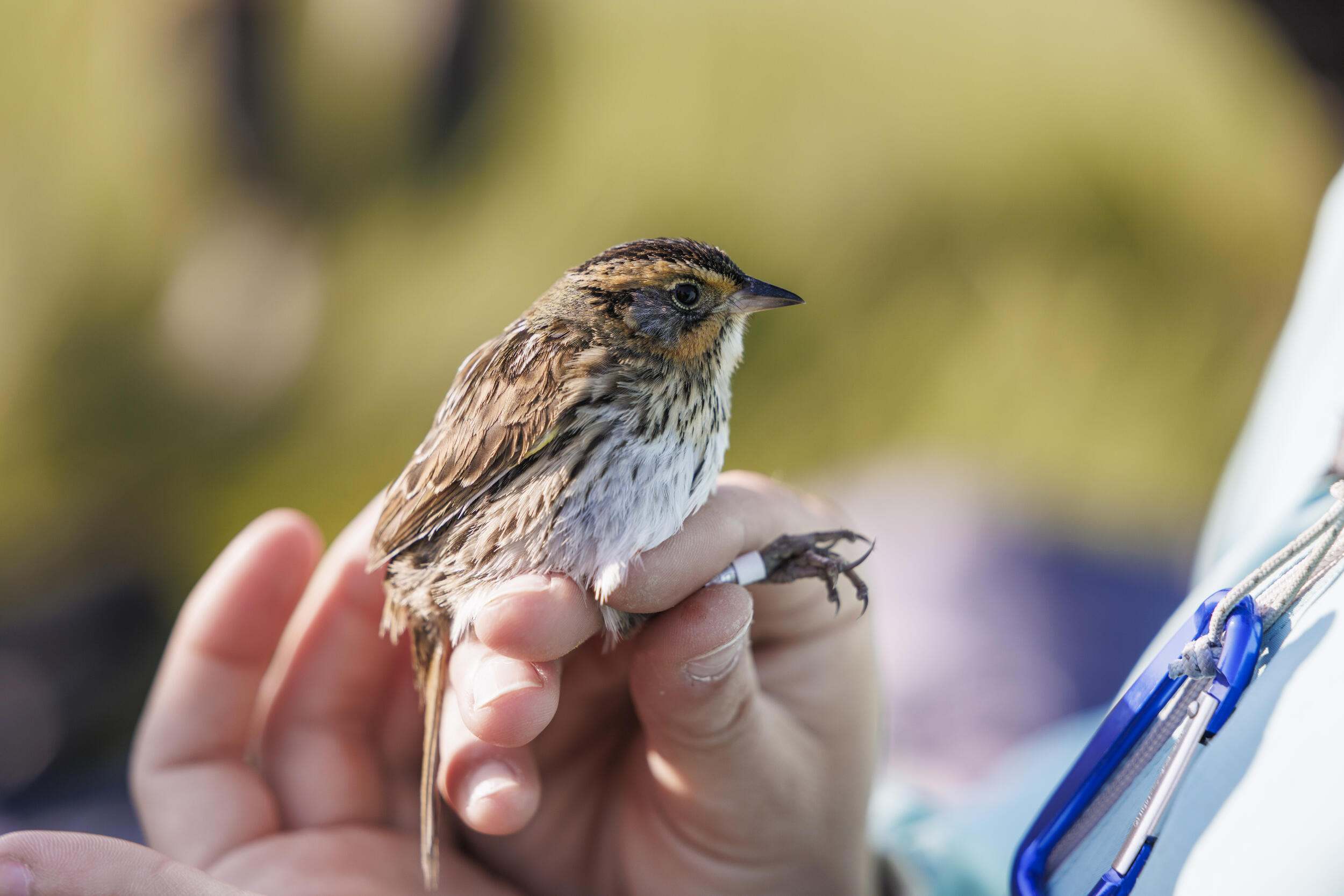 A small sparrow in a person's hand.