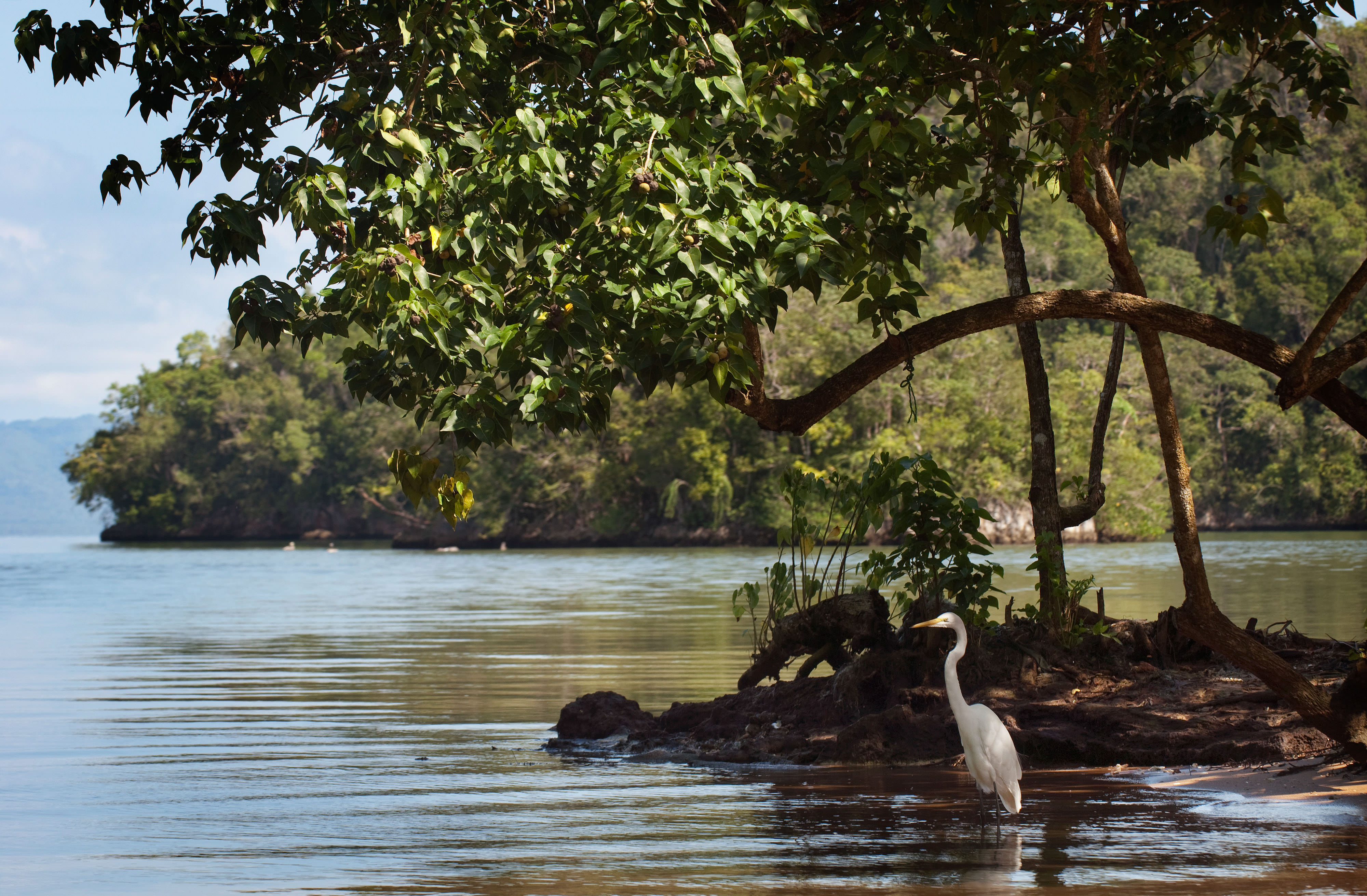 A white heron stands in the coastal waters of Samaná Bay in the Dominican Republic.