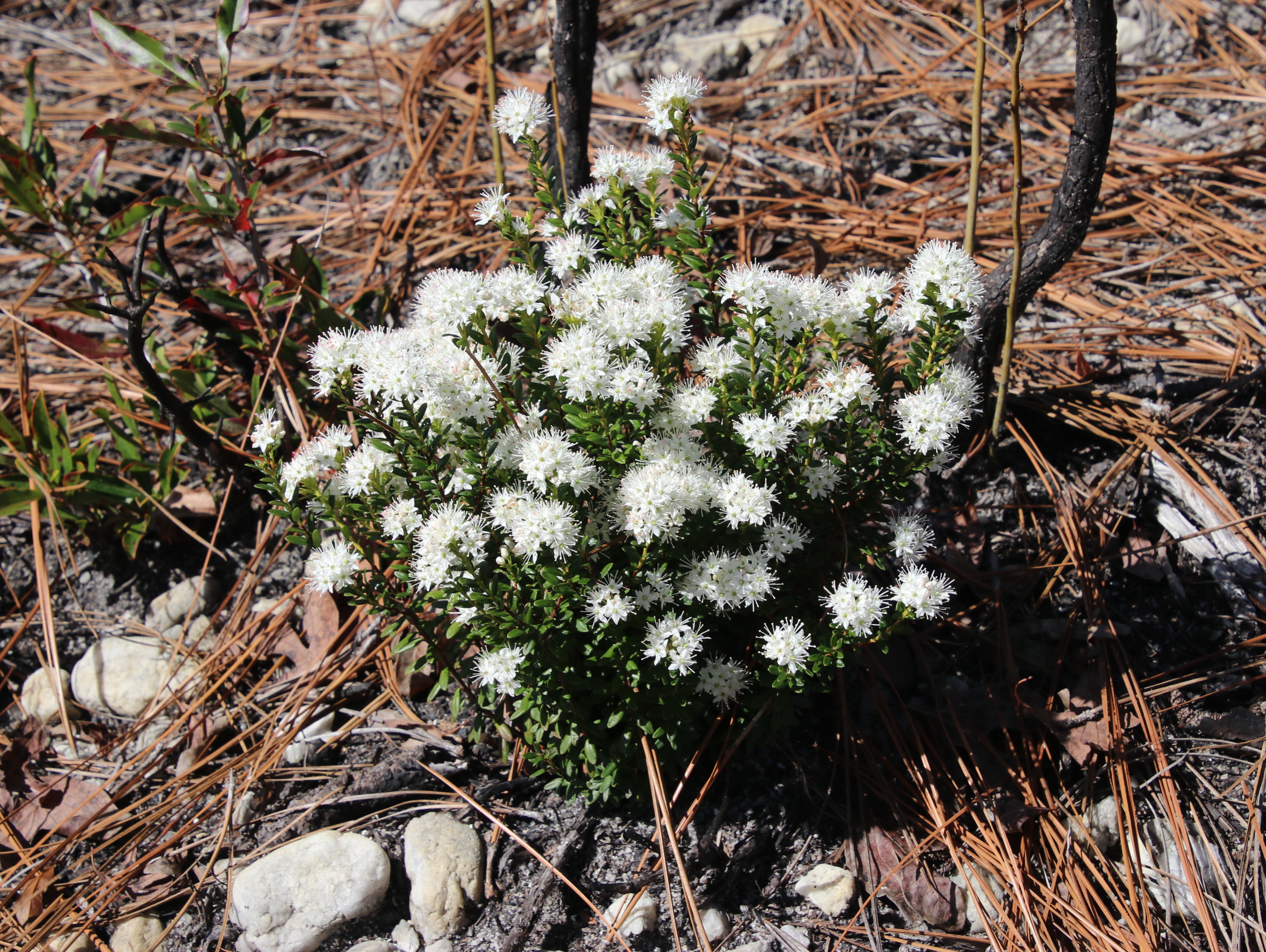 A plant with white flowers grows among pine needles covering the forest floor.