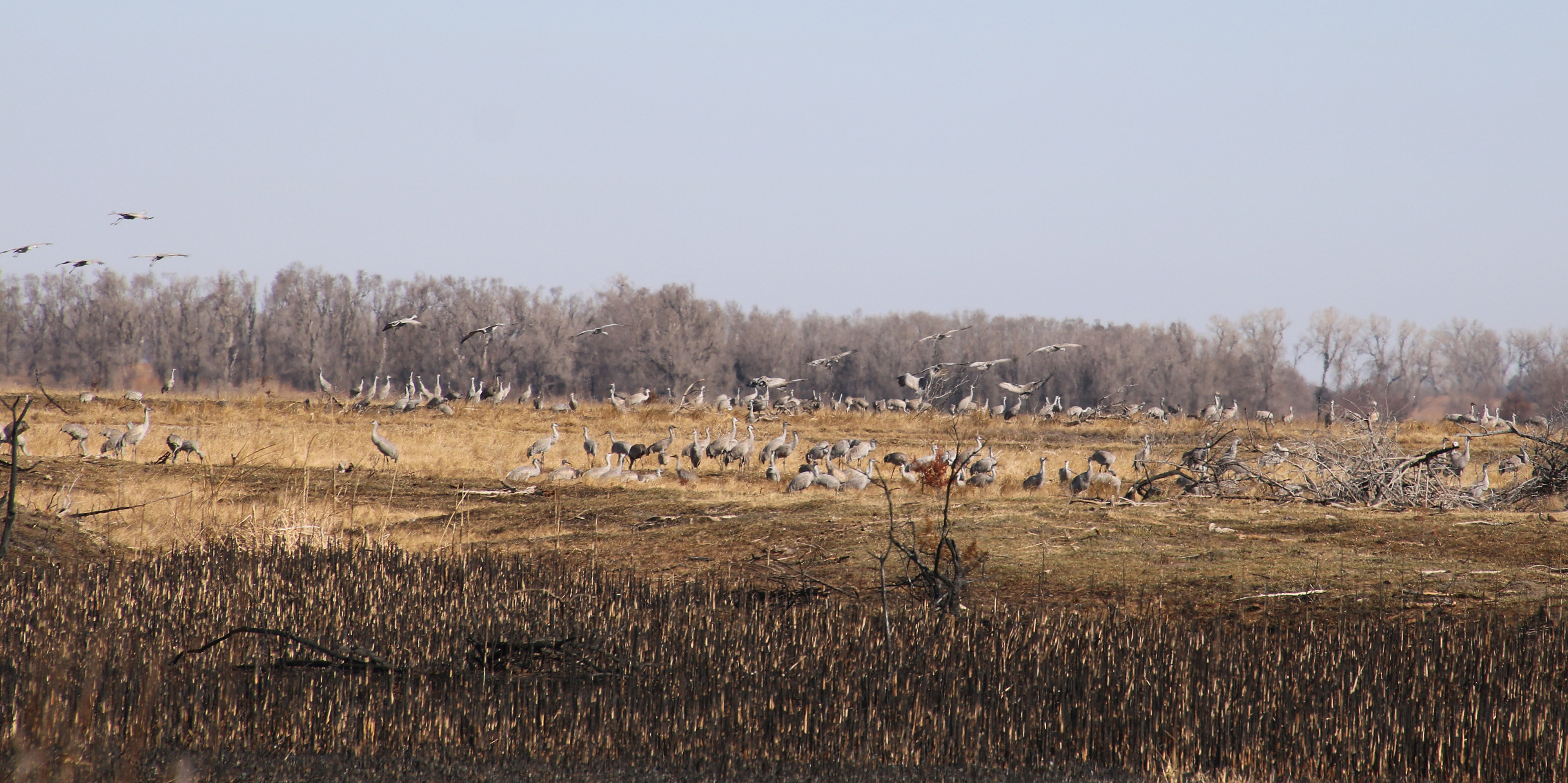 A large number of sandhill crane birds flock in a field with tree stumps and other freshly cut vegetation.