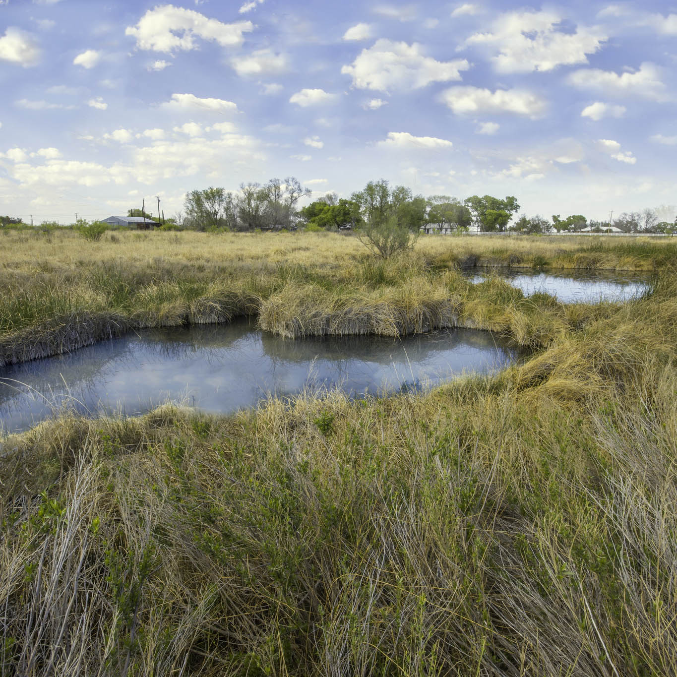 Two clear blue springs lined with tall grass.