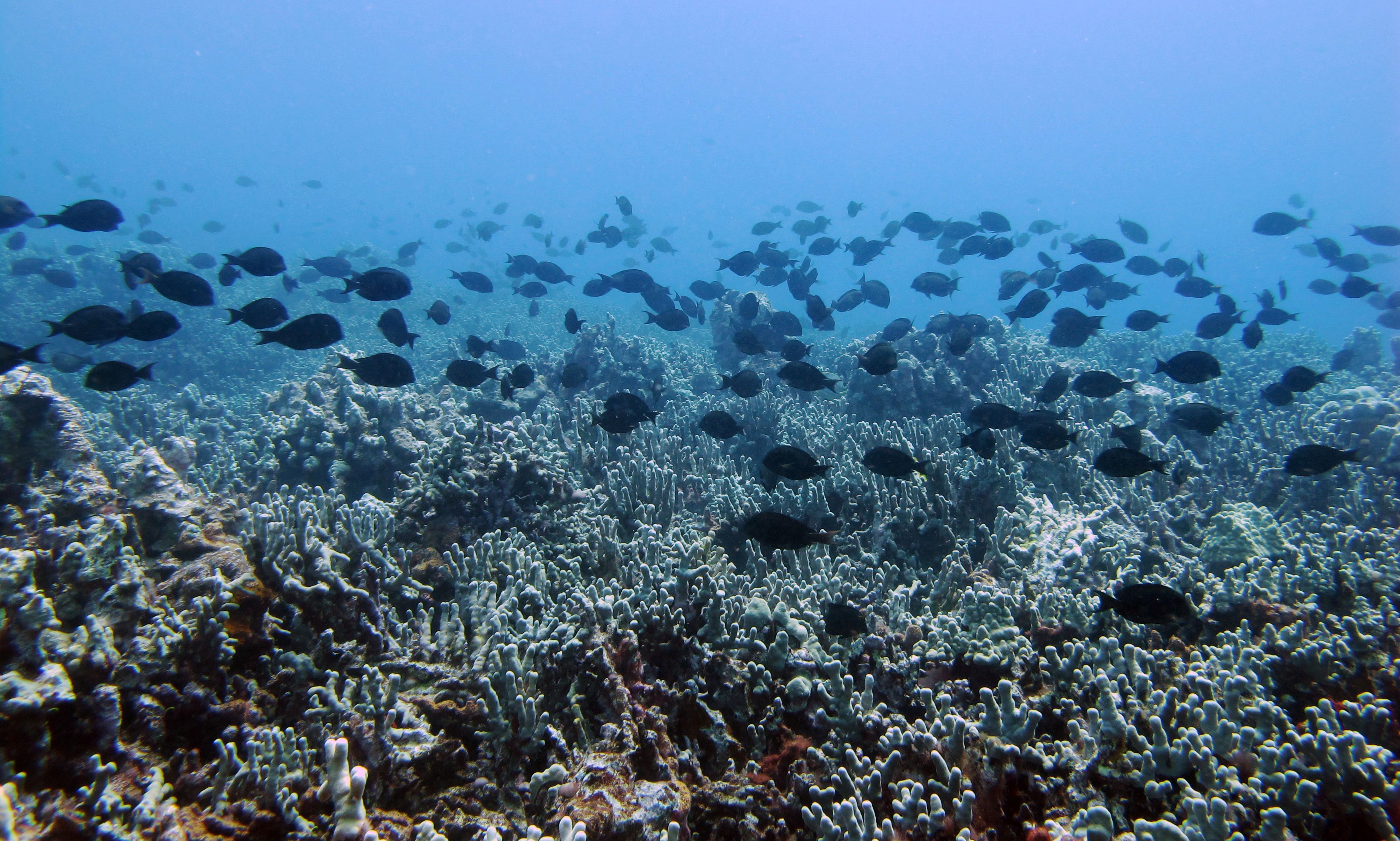 School of black surgeonfish swimming above finger coral.