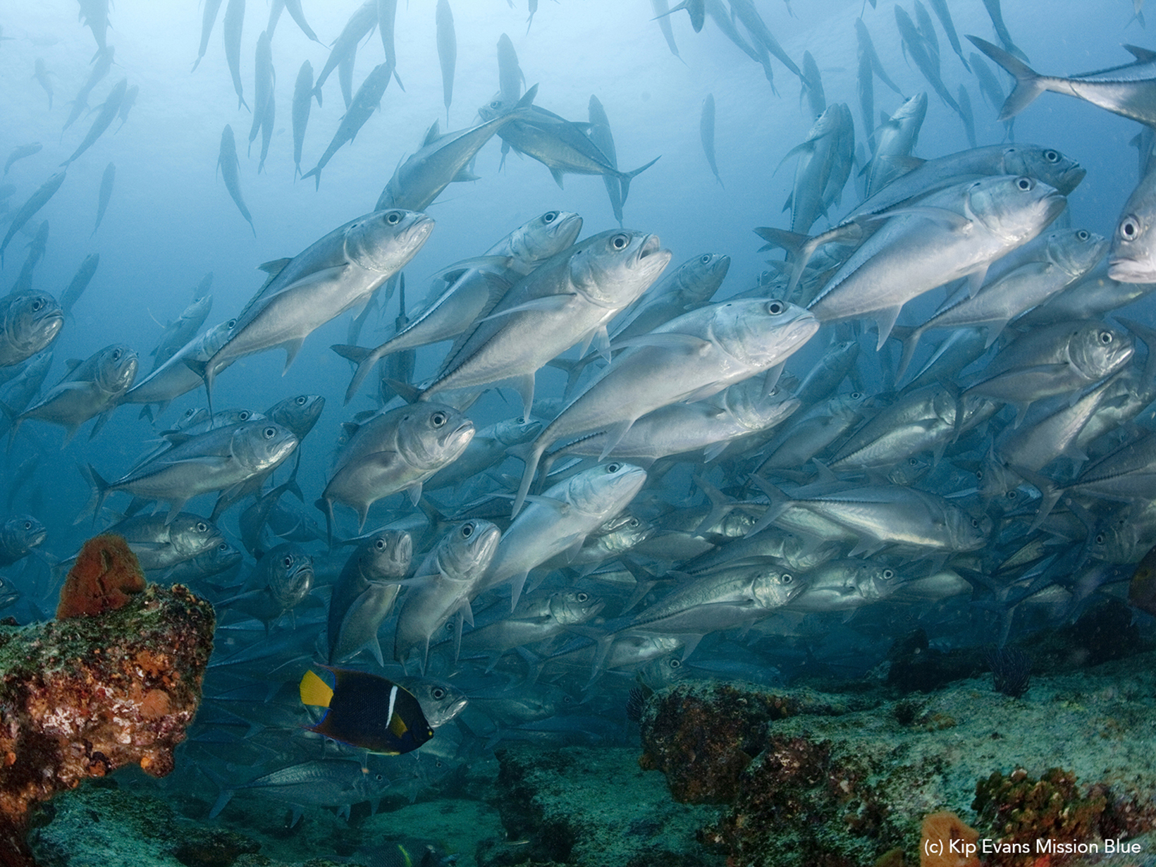 Schooling silver fish - jacks - at Cabo Pulmo.